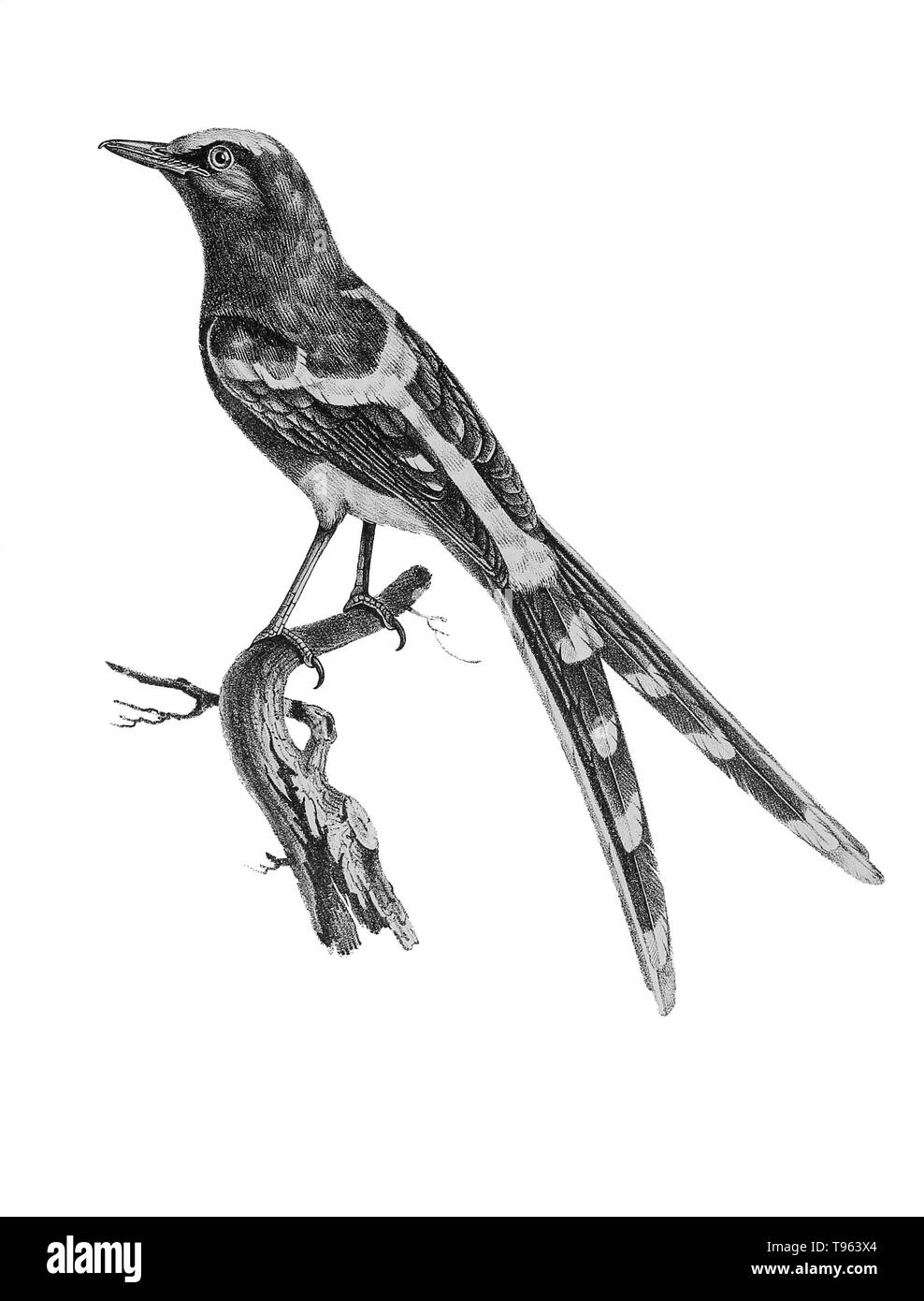 Forktail blanche du sud-est asiatique, l'illustration de la galerie des oiseaux du Cabinet d'histoire naturelle du jardin du roi, édition 1834, écrit par Louis Pierre vieillot, avec des plaques par Paul Louis Oudart. Nommé Turdus leschenaulti par vieillot, il est maintenant connu comme Enicurus leschenaulti. Banque D'Images