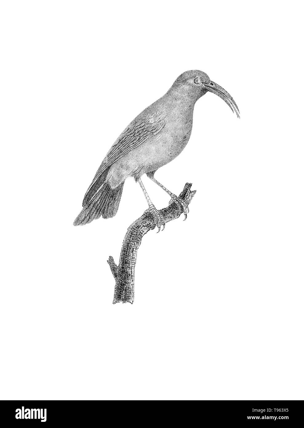 Iiwi (Drepanis coccinea) de la galerie des oiseaux du Cabinet d'histoire naturelle du jardin du roi, édition 1834, écrit par Louis Pierre vieillot, avec des plaques par Paul Louis Oudart. Je l'iwi, également connu sous le nom de scarlet honeycreeper, est vulnérable à l'extinction de la perte d'habitat et de la sensibilité à la malaria. Banque D'Images