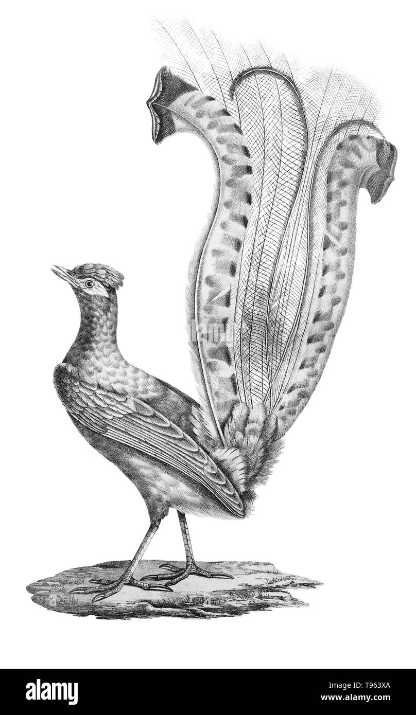 Lyre superbe mâle (Menura novaehollandiae) montrant sa queue de fantaisie, de la galerie des oiseaux du Cabinet d'histoire naturelle du jardin du roi, édition 1834, écrit par Louis Pierre vieillot, avec des plaques par Paul Louis Oudart. Banque D'Images