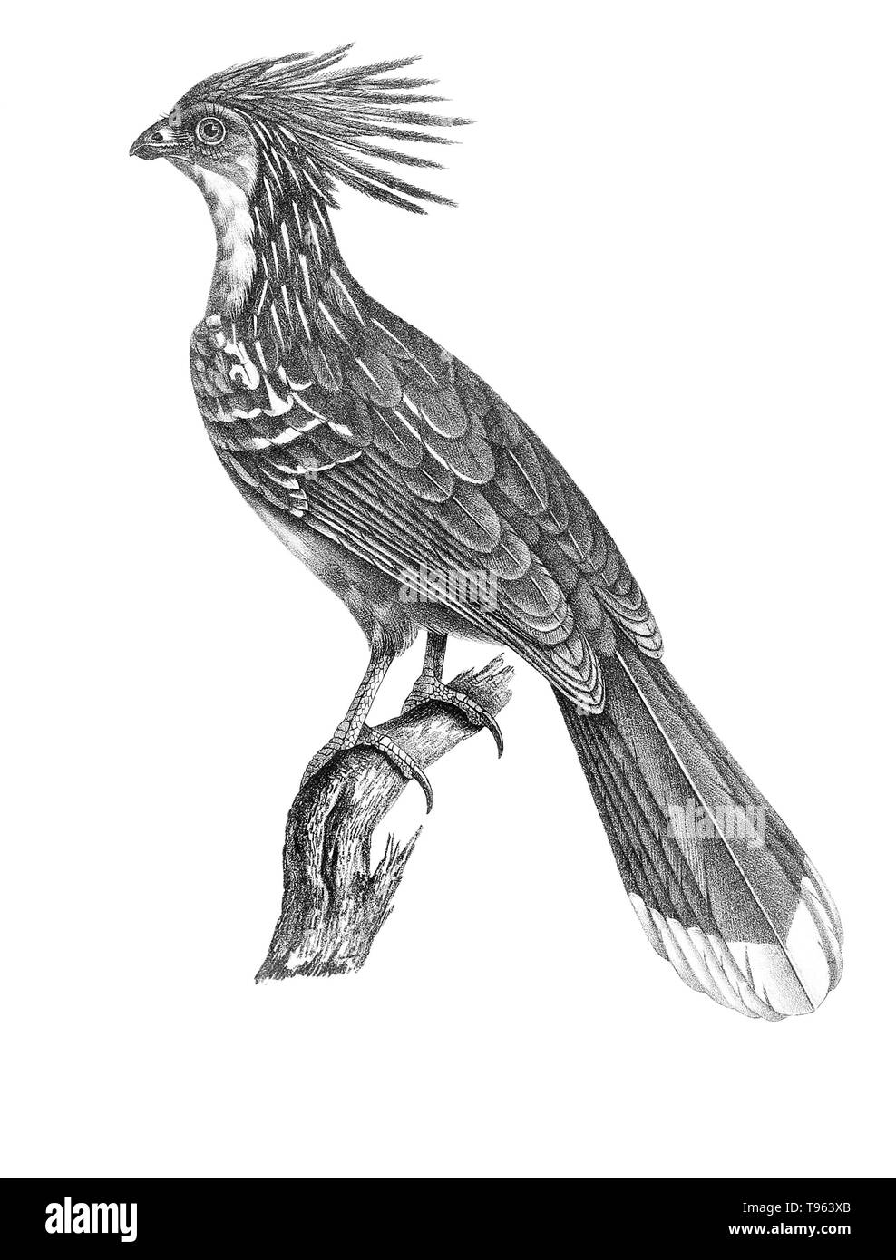 (Opisthocomus Hoatzin opithocamus) de la galerie des oiseaux du Cabinet d'histoire naturelle du jardin du roi, édition 1834, écrit par Louis Pierre vieillot, avec des plaques par Paul Louis Oudart. Vieillot, un ornithologue français, a été le premier à décrire et à nommer un grand nombre d'espèces d'oiseaux de l'Amérique. Banque D'Images