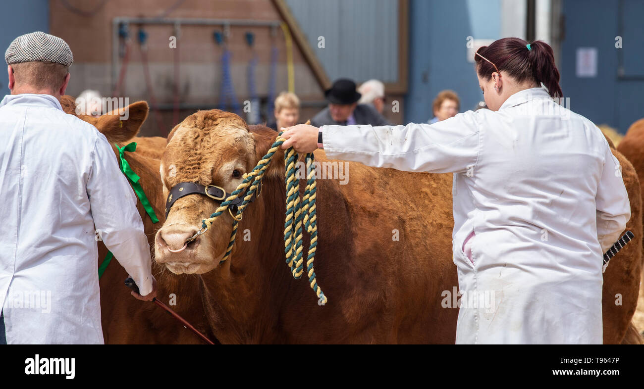 Un agriculteur prépare un taureau pour présentation au DEvon County Show, Exeter Banque D'Images
