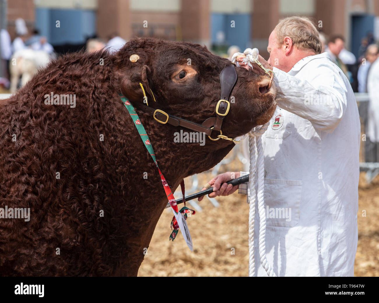 Pâtre avec conduite de bétail stick et Ruby red bull au Devon Devon County Show, 2019 Banque D'Images