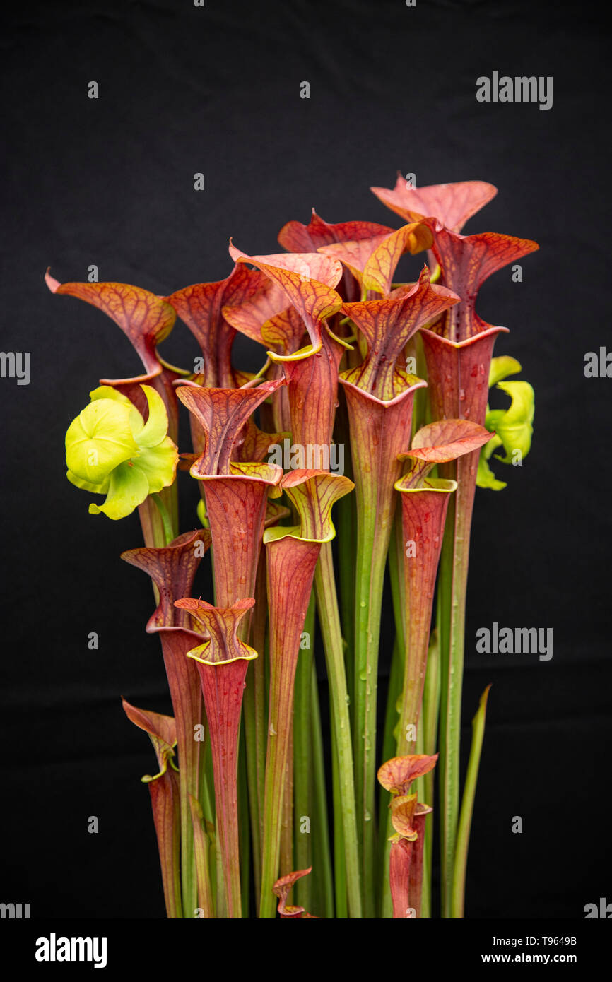 Sarracénie Sarracenia atropurpurea, carnivores, insectivores, fleur, Banque D'Images