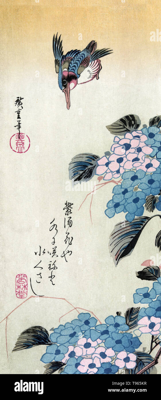 Ajisai ni kawasemi. L'Hydrangea et Kingfisher. Au-dessus des fleurs d'hortensias Kingfisher. Les martins-pêcheurs sont généralement timides oiseaux, mais en dépit de cela, elles disposent de beaucoup dans la culture humaine, généralement en raison du grand chef à l'appui de sa bouche puissante, leur plumage coloré, ou certaines espèces' comportements intéressants. L'Ukiyo-e (photo du monde flottant) est un genre d'art japonais qui a prospéré à partir du xviie au xixe siècles. Banque D'Images
