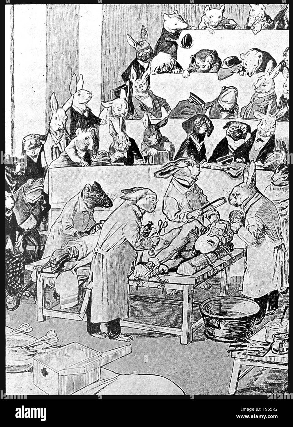 Un homme vivisecting les animaux. La vivisection est la chirurgie effectuée à des fins expérimentales sur un organisme vivant, généralement les animaux avec un système nerveux central, à voir vivant structure interne. Le mot est, de façon plus générale, utilisé comme un terme péjoratif à l'expérimentation sur les animaux vivants par des organisations opposées à l'expérimentation animale, mais rarement utilisées par des scientifiques. Les droits de la vivisection a été commis comme une forme de torture. Banque D'Images