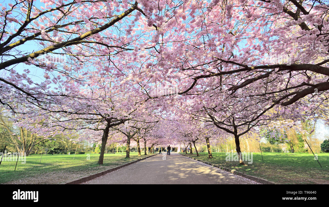 Photographié dans le cimetière Bispebjerg Danemark Copenhague, avril 2019 cerisiers en fleurs à la meilleure Banque D'Images