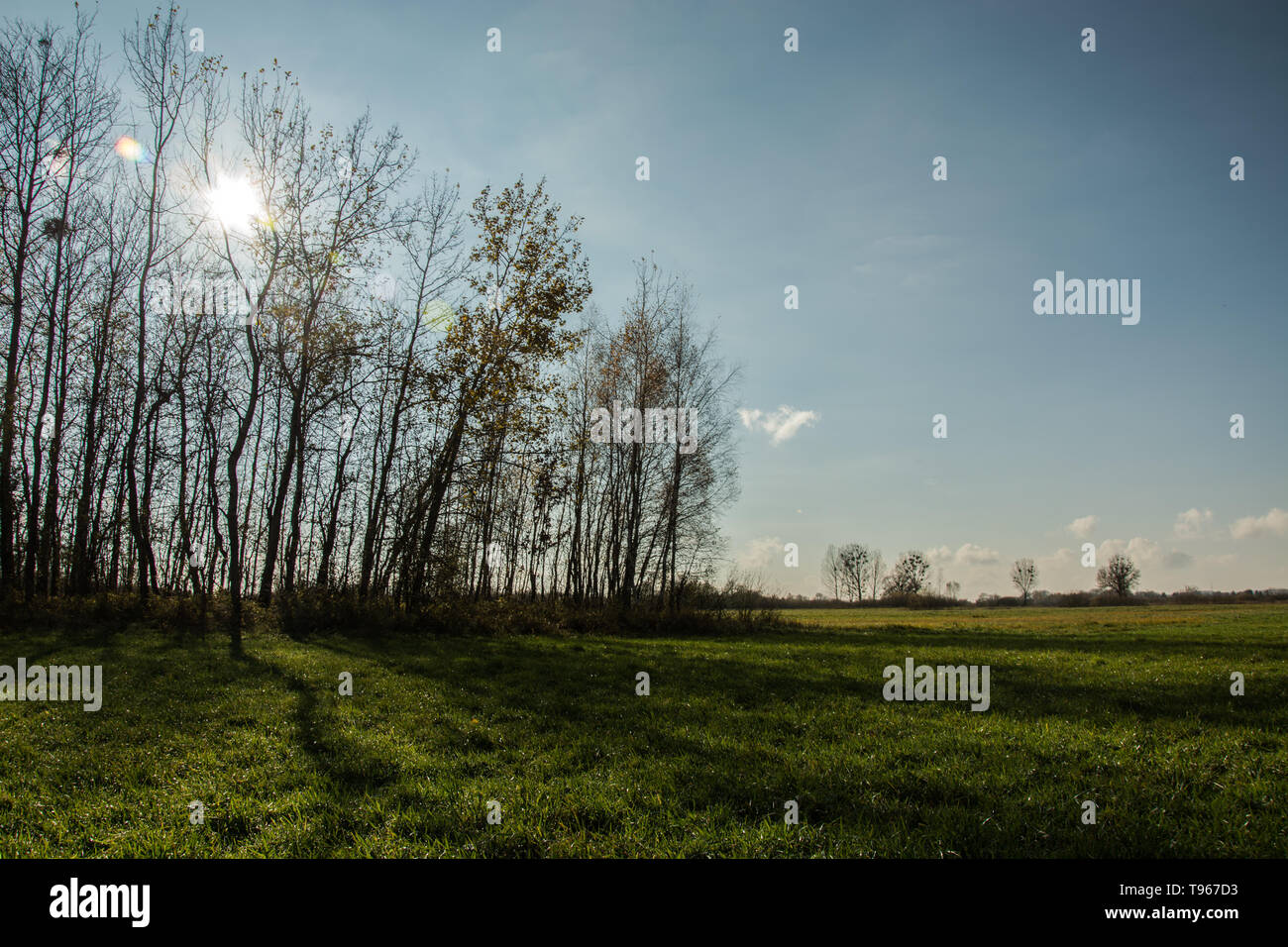 Pré Vert, Soleil derrière les arbres et ciel bleu - vue d'automne Banque D'Images