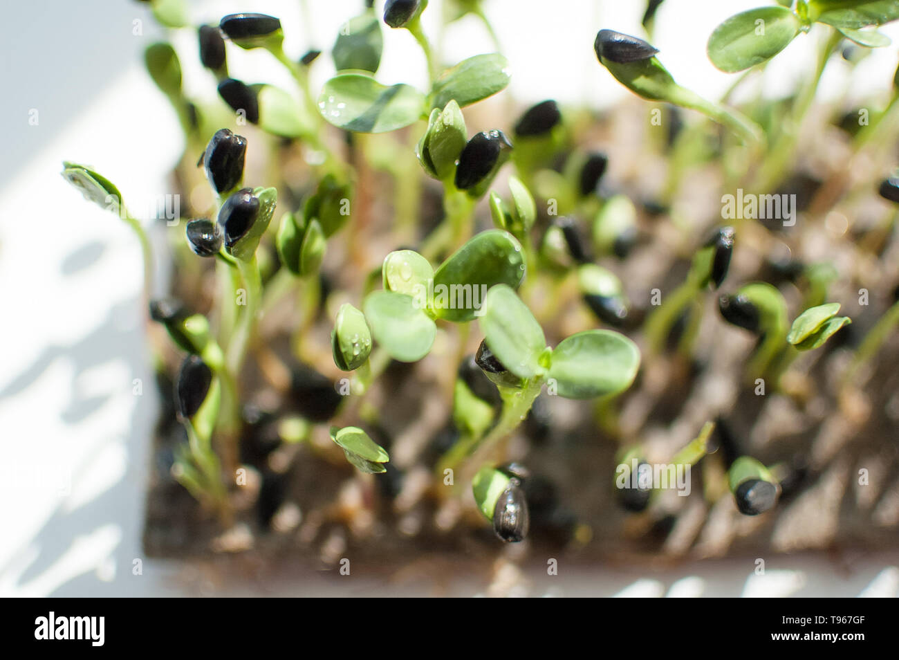 Germination Des Graines De Tournesol Banque d'image et photos - Alamy