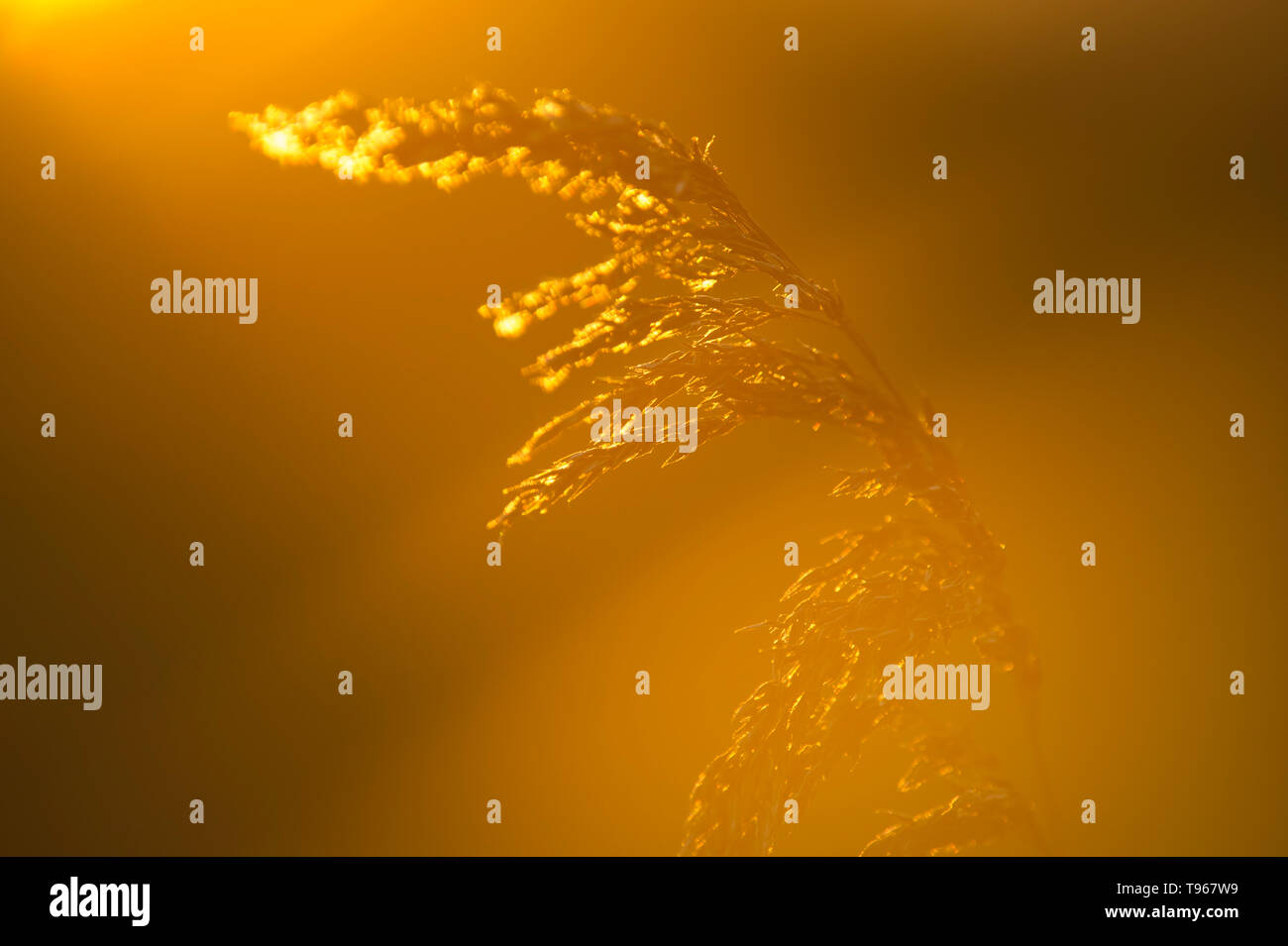 Roseaux communs (Phragmites australis) dans la lumière du soleil d'hiver Banque D'Images