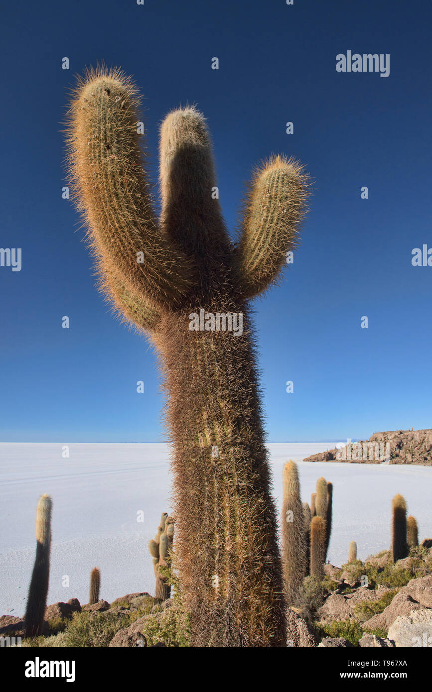 Cactus cardon géant (Echinopsis atacamensis) sur l'Isla Incahuasi, Salar de Uyuni, Bolivie Banque D'Images