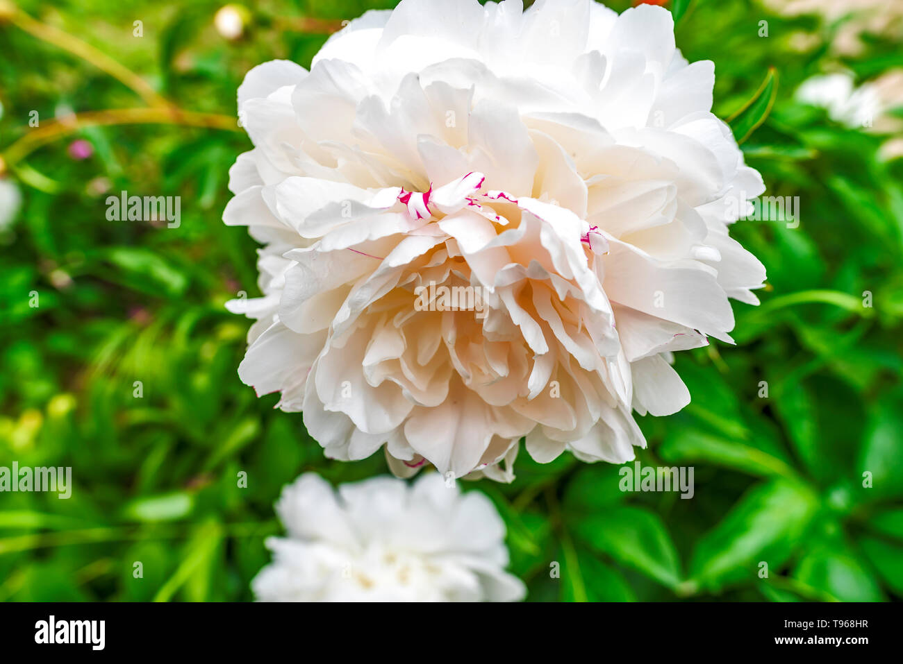 Belle rose pastel Peonya fleur pivoine Banque D'Images