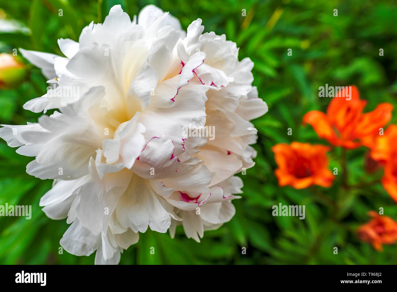 Belle rose pastel Peonya fleur pivoine Banque D'Images