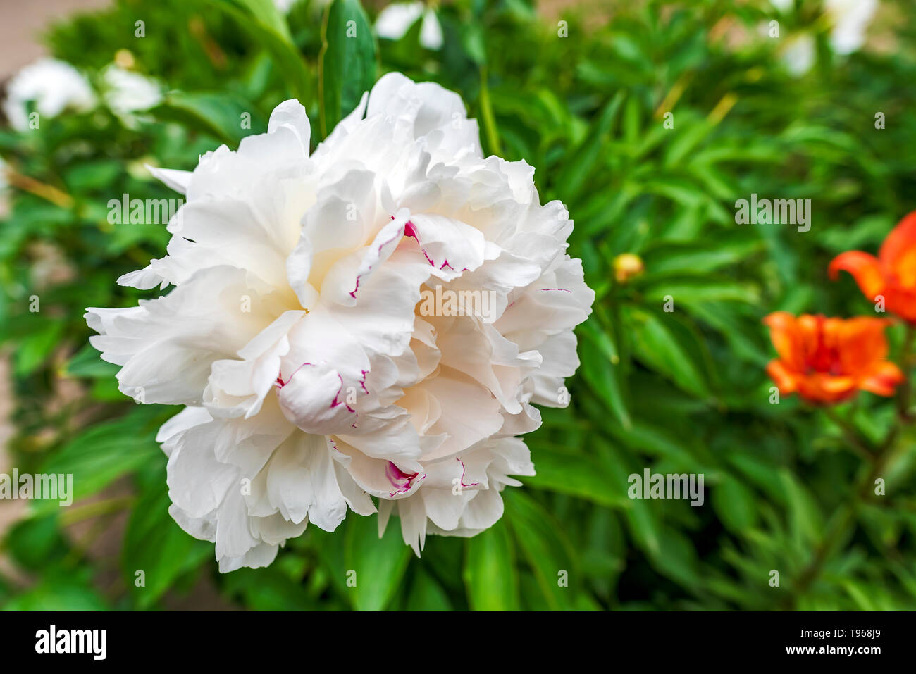 Belle rose pastel Peonya fleur pivoine Banque D'Images