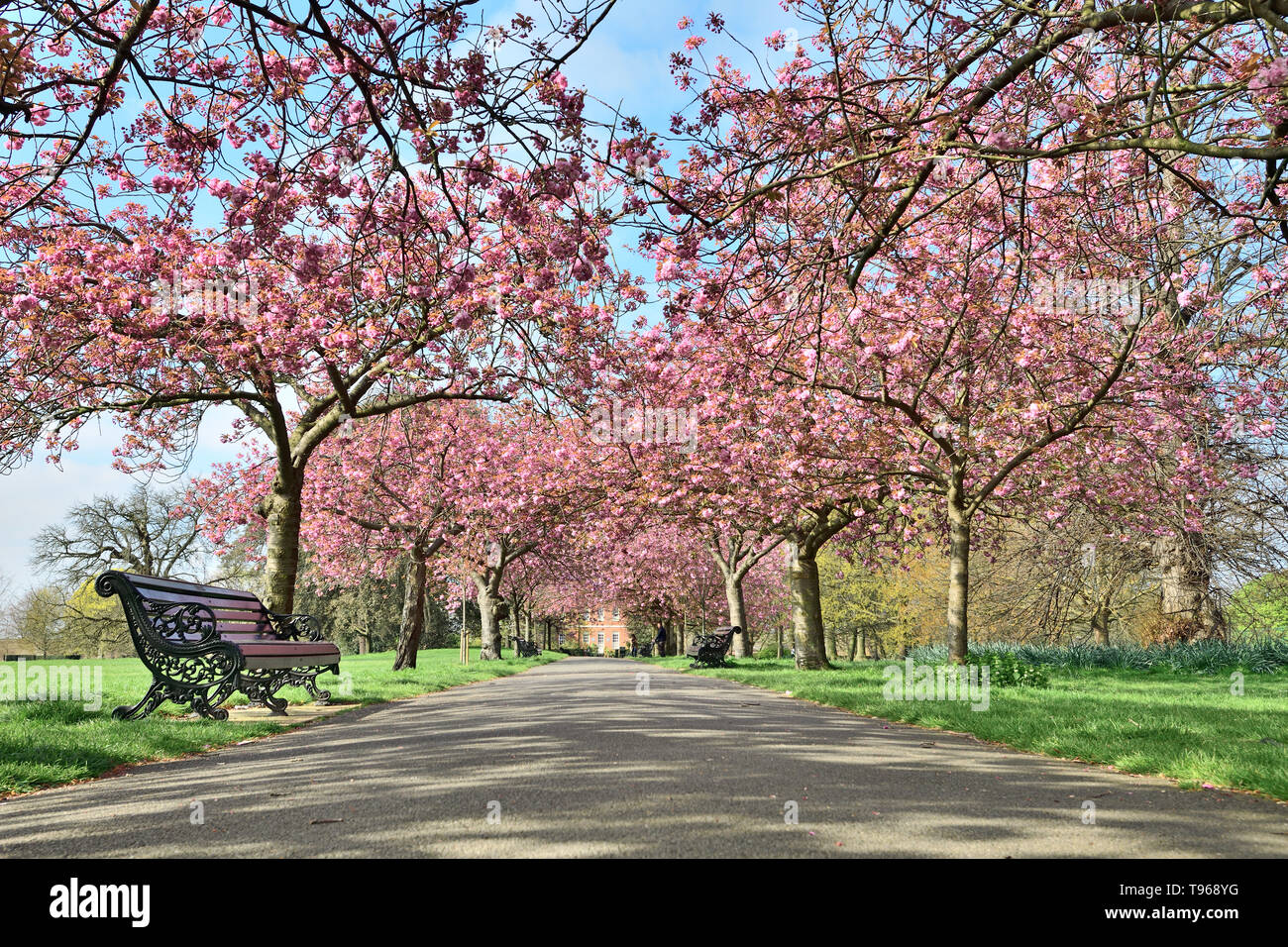 Photographié dans le parc Royal de Greenwich London UK Avril 2019 Banque D'Images