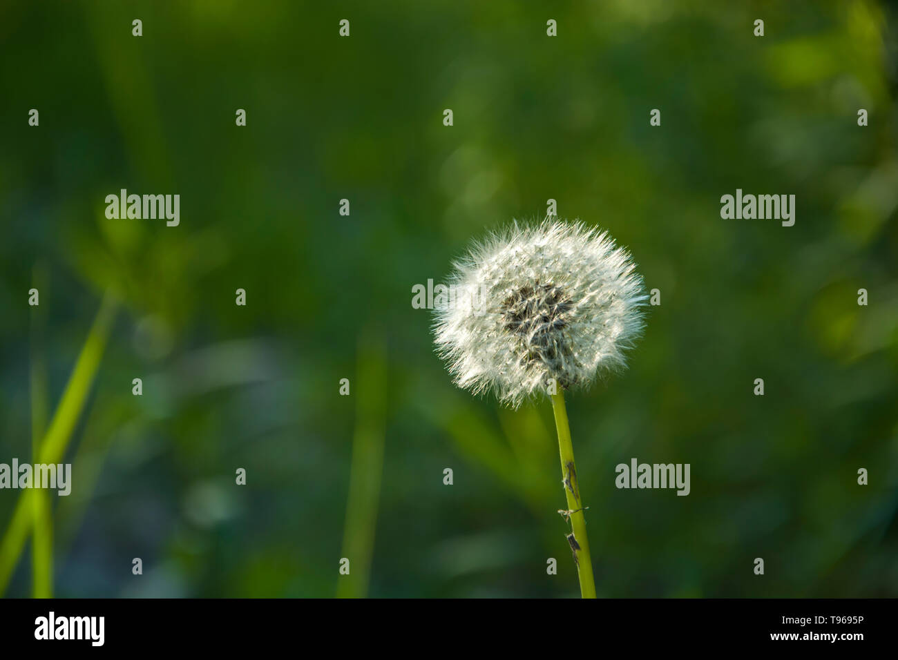 Pissenlit fleur sur le pré Banque D'Images