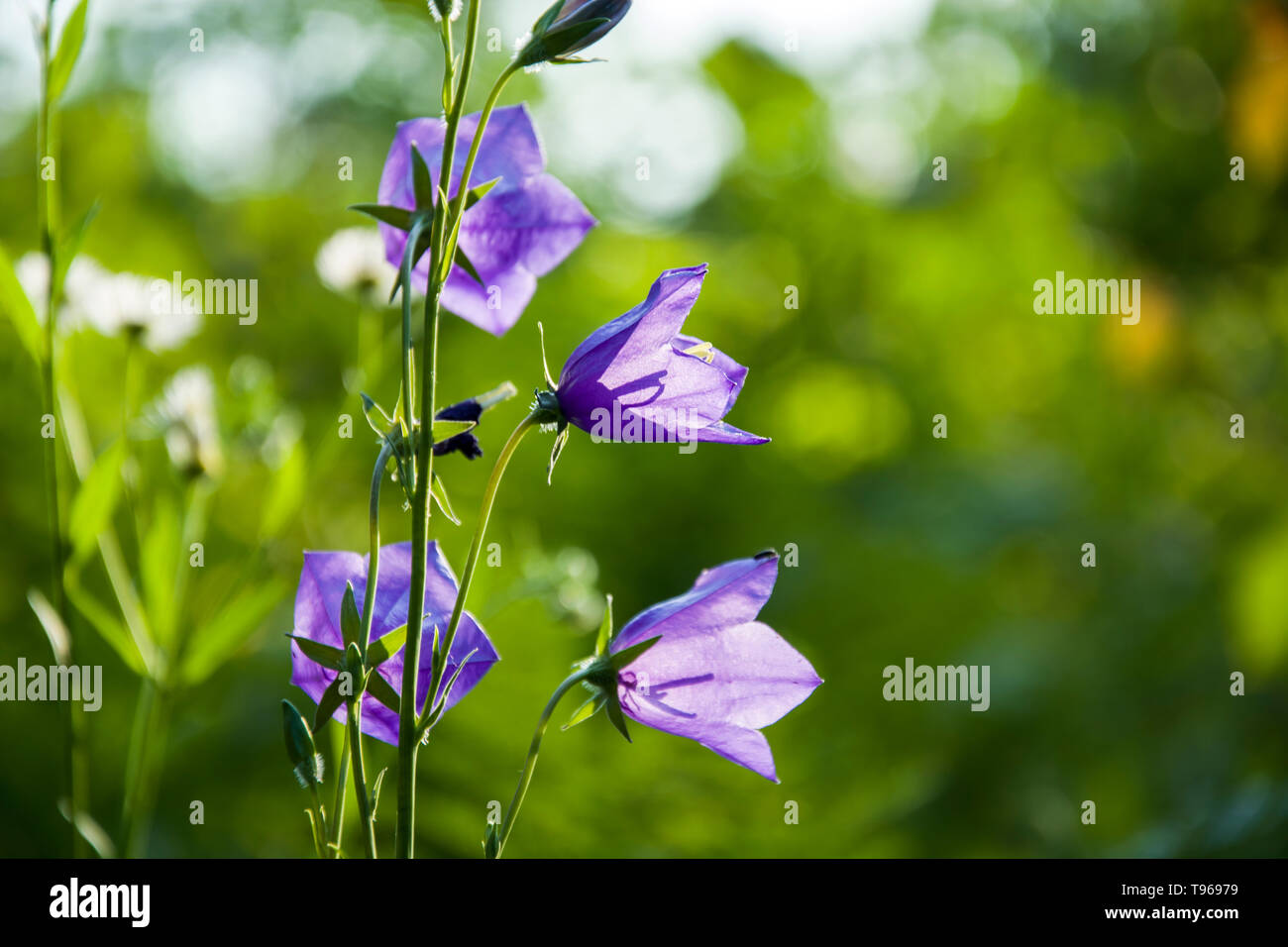 Blue Bells fleurs dans le pré vert Banque D'Images