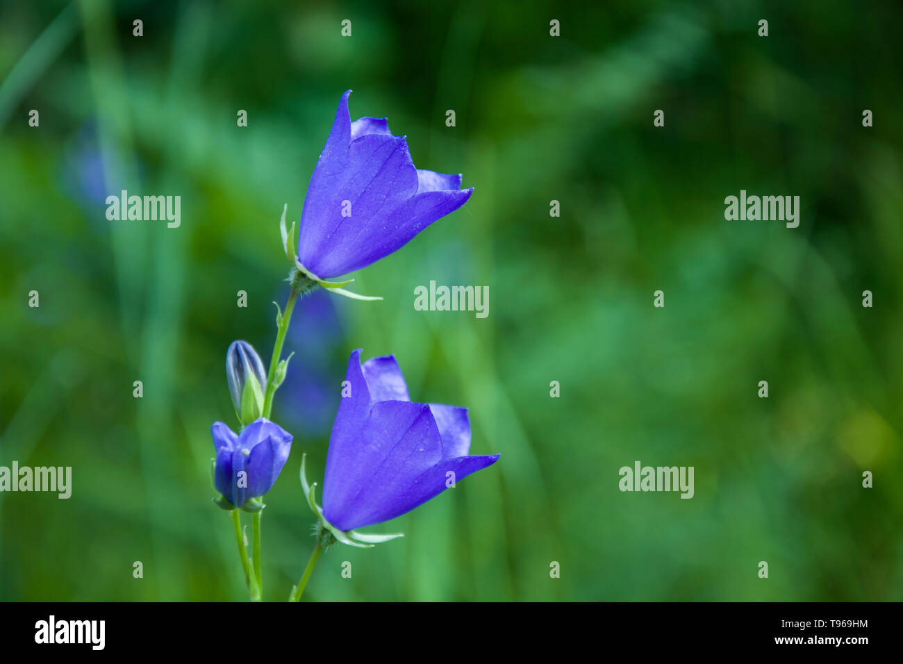 Blue Bells fleurs dans la prairie Banque D'Images