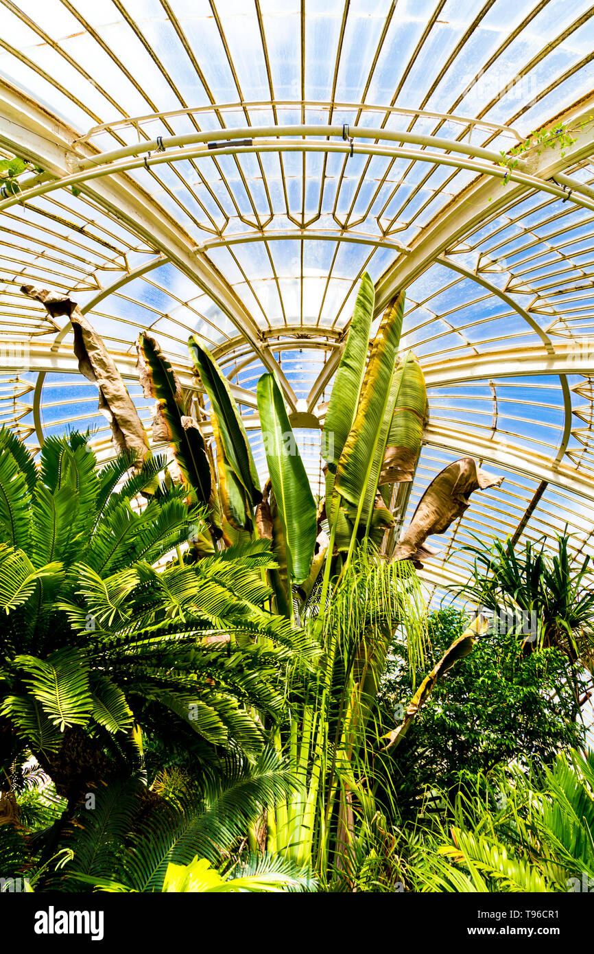 Toit intérieur de la maison de Palm, Kew Gardens, Londres, Royaume-Uni Banque D'Images