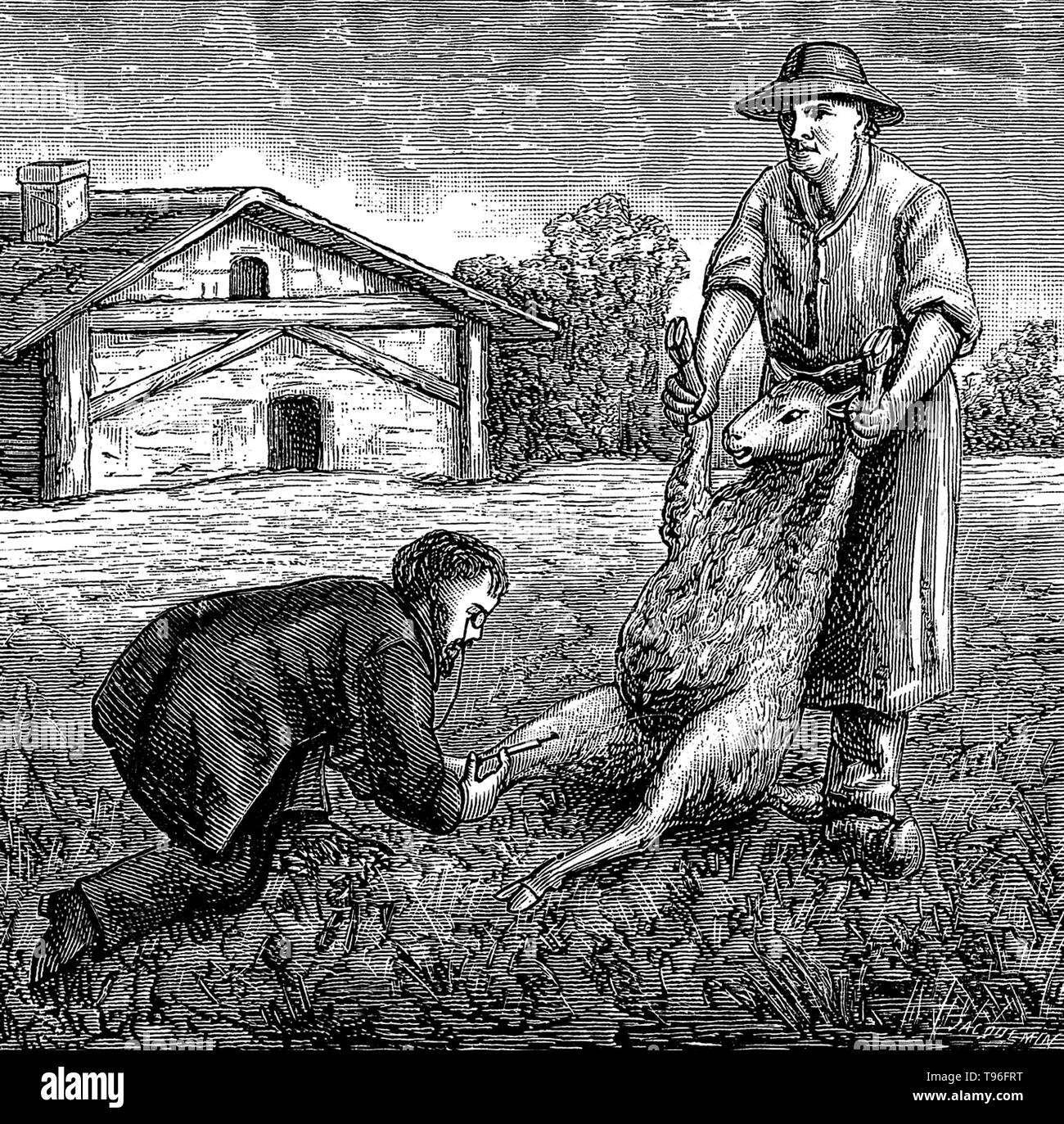 Louis Pasteur inocule un mouton contre l'anthrax. Louis Pasteur (27 décembre 1822 - 28 septembre 1895) était un chimiste français, et qui a fondé le bactériologiste La science de la microbiologie. Le pâturage a découvert qu'il pouvait être causée par une bactérie transmise de personne à personne (la théorie des germes de maladies). Il a également mis au point des vaccins contre la rage et de l'anthrax. Pasteur a également constaté que le chauffage des aliments et boissons à la légère pouvait les préserver de la dégradation. Banque D'Images
