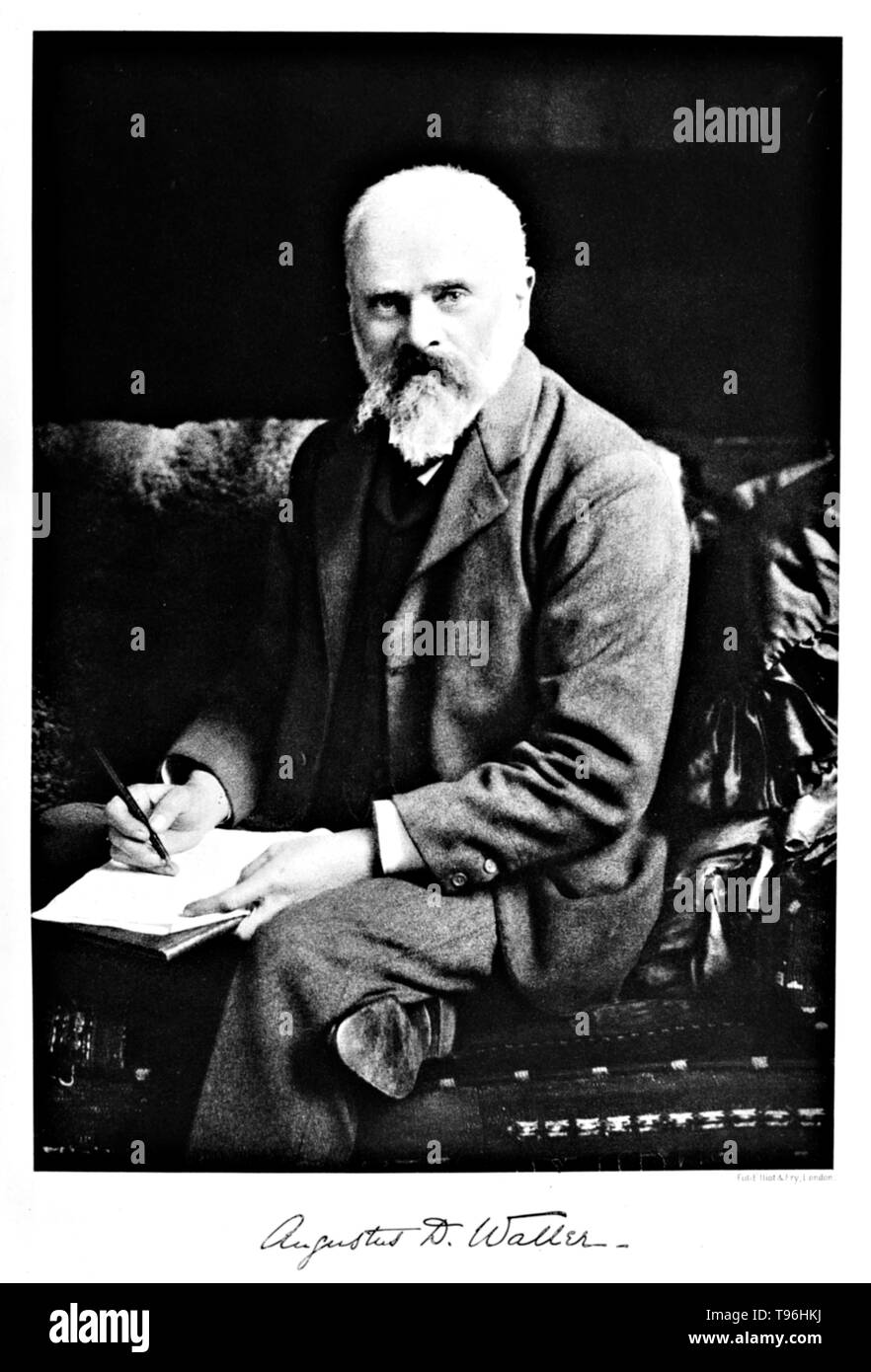 Augustus Desiré Waller (Juillet 18, 1856 - Mars 11, 1922) était un physiologiste britannique. Il a étudié la médecine à l'Université d'Aberdeen, où il s'est qualifié en 1878 et obtenu son doctorat en 1881. En 1884 il devint professeur de physiologie à l'Hôpital St Mary. En 1887 il s'est servi d'un électromètre capillaire pour enregistrer le premier des droits de l'électrocardiogramme. Il a créé la première machine ECG pratique avec des électrodes de surface. Il a donné des conférences sur elle dans l'Europe et l'Amérique, souvent à l'aide de son chien Jimmy dans ses démonstrations de l'ECG. Banque D'Images