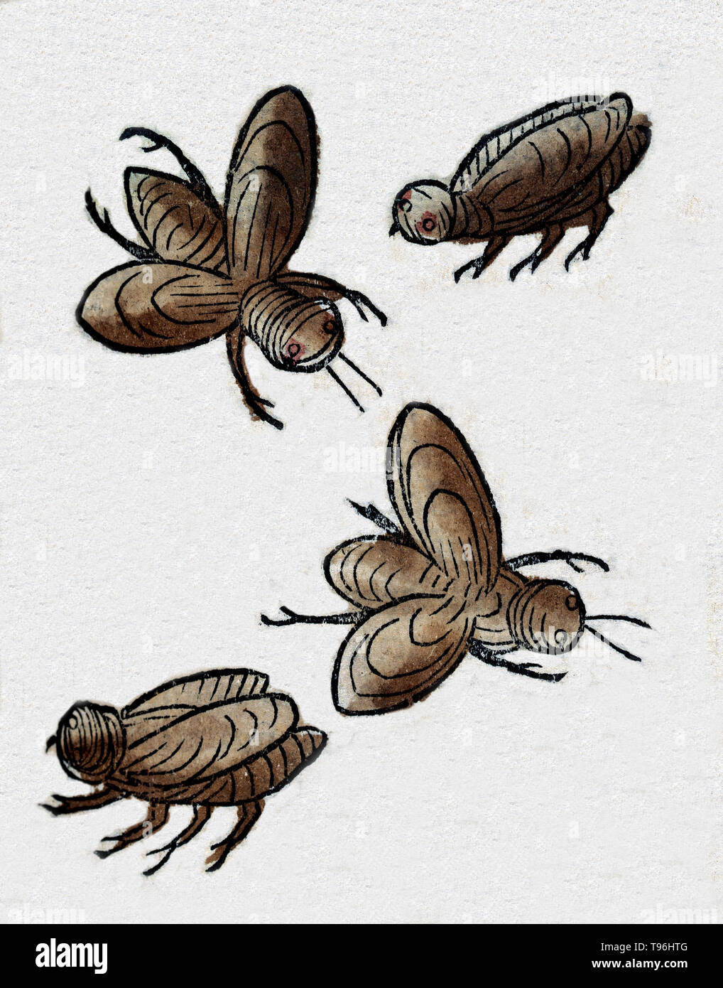 Quatre insectes, peut-être des abeilles. L'Hortus Sanitatis (Jardin de la santé), la première encyclopédie d'histoire naturelle, a été publié par Jacob Meydenbach en Allemagne, 1491. Il décrit des plantes et animaux (à la fois réelle et mythique) avec minéraux et de divers métiers, avec leur valeur thérapeutique et de la méthode de préparation. La gravure sur bois à la main, les illustrations sont stylisées mais souvent facilement reconnaissable. L'édition 1547. Banque D'Images