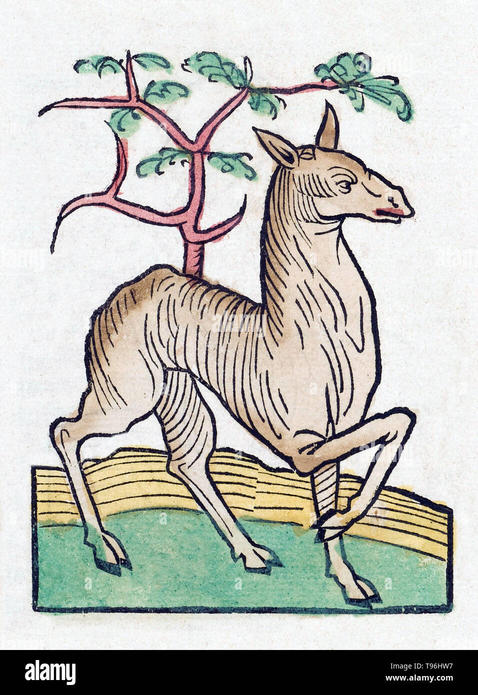 Gazelle femelle. L'Hortus Sanitatis (Jardin de la santé), la première encyclopédie d'histoire naturelle, a été publié par Jacob Meydenbach en Allemagne, 1491. Il décrit des plantes et animaux (à la fois réelle et mythique) avec minéraux et de divers métiers, avec leur valeur thérapeutique et de la méthode de préparation. La gravure sur bois à la main, les illustrations sont stylisées mais souvent facilement reconnaissable. L'édition 1547. Banque D'Images