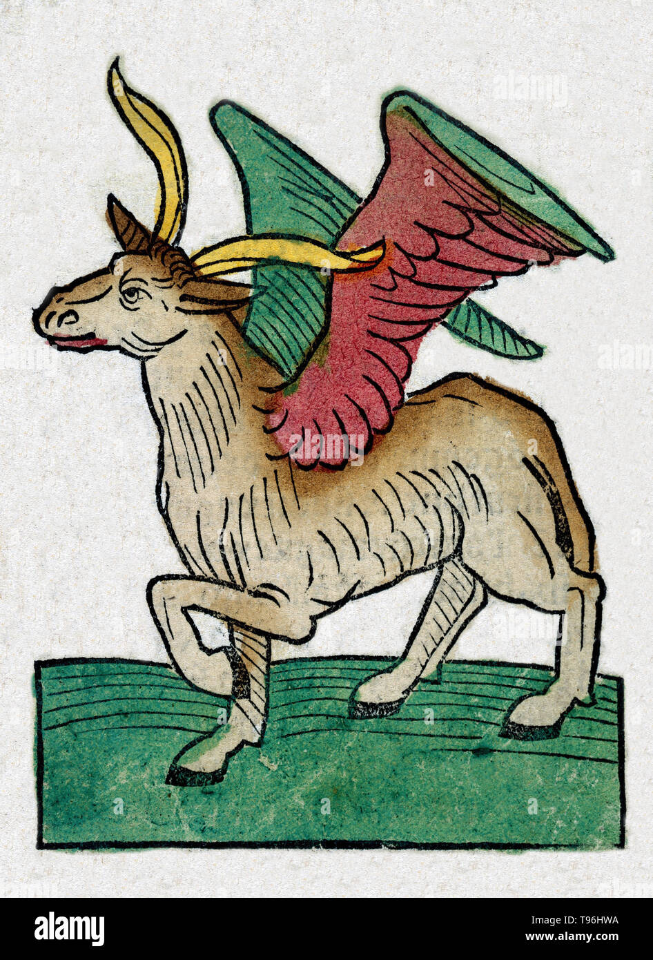 Winged créature mythique. L'Hortus Sanitatis (Jardin de la santé), la première encyclopédie d'histoire naturelle, a été publié par Jacob Meydenbach en Allemagne, 1491. Il décrit des plantes et animaux (à la fois réelle et mythique) avec minéraux et de divers métiers, avec leur valeur thérapeutique et de la méthode de préparation. La gravure sur bois à la main, les illustrations sont stylisées mais souvent facilement reconnaissable. L'édition 1547. Banque D'Images