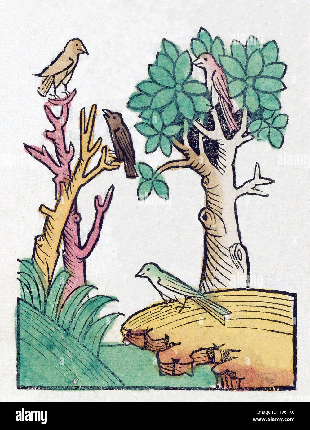 Les oiseaux non identifiés dans les arbres. L'Hortus Sanitatis (Jardin de la santé), la première encyclopédie d'histoire naturelle, a été publié par Jacob Meydenbach en Allemagne, 1491. Il décrit des plantes et animaux (à la fois réelle et mythique) avec minéraux et de divers métiers, avec leur valeur thérapeutique et de la méthode de préparation. La gravure sur bois à la main, les illustrations sont stylisées mais souvent facilement reconnaissable. L'édition 1547. Banque D'Images