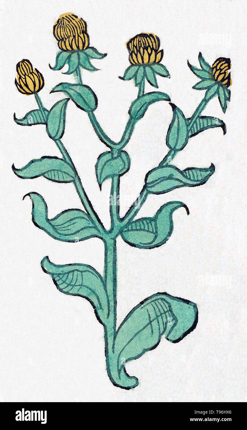 Plante non identifiée. L'Hortus Sanitatis (Jardin de la santé), la première encyclopédie d'histoire naturelle, a été publié par Jacob Meydenbach en Allemagne, 1491. Il décrit des plantes et animaux (à la fois réelle et mythique) avec minéraux et de divers métiers, avec leur valeur thérapeutique et de la méthode de préparation. La gravure sur bois à la main, les illustrations sont stylisées mais souvent facilement reconnaissable. L'édition 1547. Banque D'Images