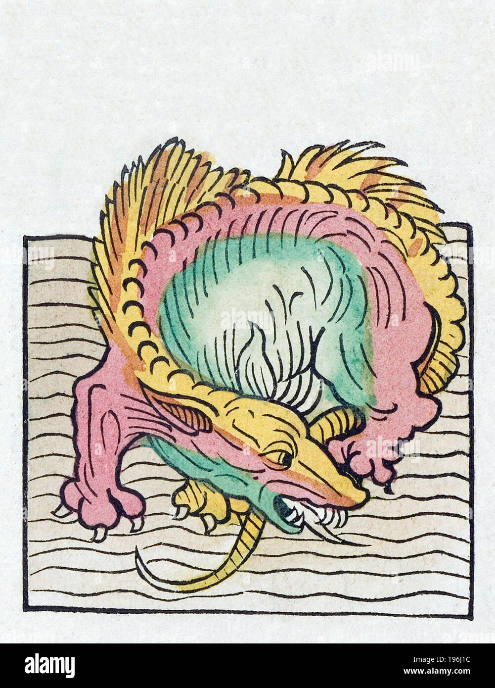 Un serpent de mer ou la mer dragon est un type de dragon décrites dans diverses mythologies, notamment Grec (Cetus, Echidna, Hydra, Scylla), Tiamat (Mésopotamie), hébreu (Léviathan), et nordiques (Jörmungandr). n l'antiquité et dans la bible, les dragons ont été imaginé comme d'énormes monstres de serpentine. L'Hortus Sanitatis (Jardin de la santé), la première encyclopédie d'histoire naturelle, a été publié par Jacob Meydenbach en Allemagne, 1491. Banque D'Images