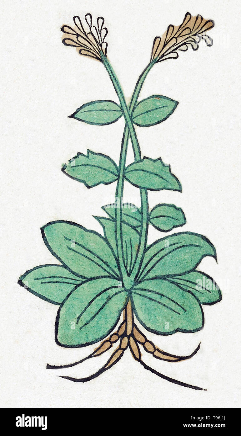 La marjolaine (Origanum majorana) est une plante herbacée vivace avec. À l'époque médiévale, s'ils sont pris comme une décoction il a été dit pour simuler le cycle mensuel, provoquer une fausse couche ou conduire le placenta. L'Hortus Sanitatis (Jardin de la santé), la première encyclopédie d'histoire naturelle, a été publié par Jacob Meydenbach en Allemagne, 1491. Il décrit des plantes et animaux (à la fois réelle et mythique) avec minéraux et de divers métiers, avec leur valeur thérapeutique et de la méthode de préparation. La gravure sur bois à la main, les illustrations sont stylisées mais souvent facilement reconnaissable. L'édition 1547. Banque D'Images