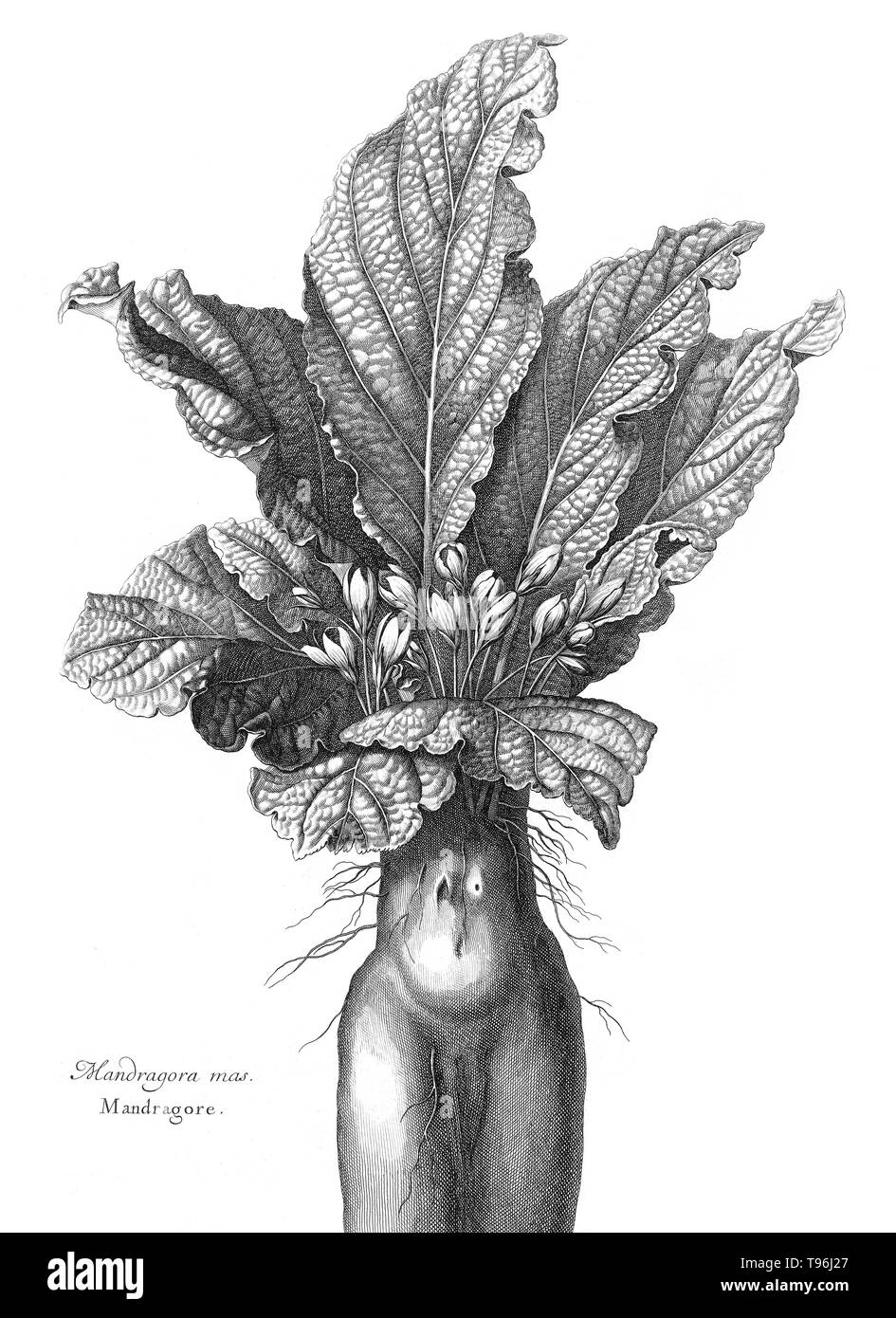 Représentant un Mandrake root humanoïde. Volume 2, Mémoires pour servir à l'histoire des plantes de Denis Dodart (1634 - 5 novembre 1707) un médecin français, naturaliste et botaniste. Mandrake est le nom commun pour les membres de l'espèce, en particulier l'espèce Mandragora Mandragora officinarum, appartenant à la famille nightshades (Solanaceae). Les racines ressemblent parfois à des figures humaines et leurs racines ont longtemps été utilisés dans les rituels de magie. Banque D'Images