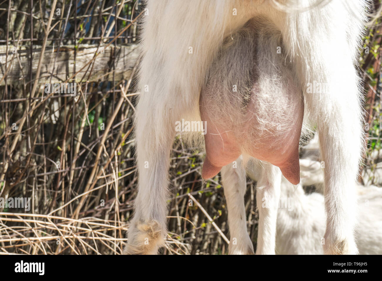 La chèvre blanche avec de gros sac de lait du pis focus sélectif. Banque D'Images