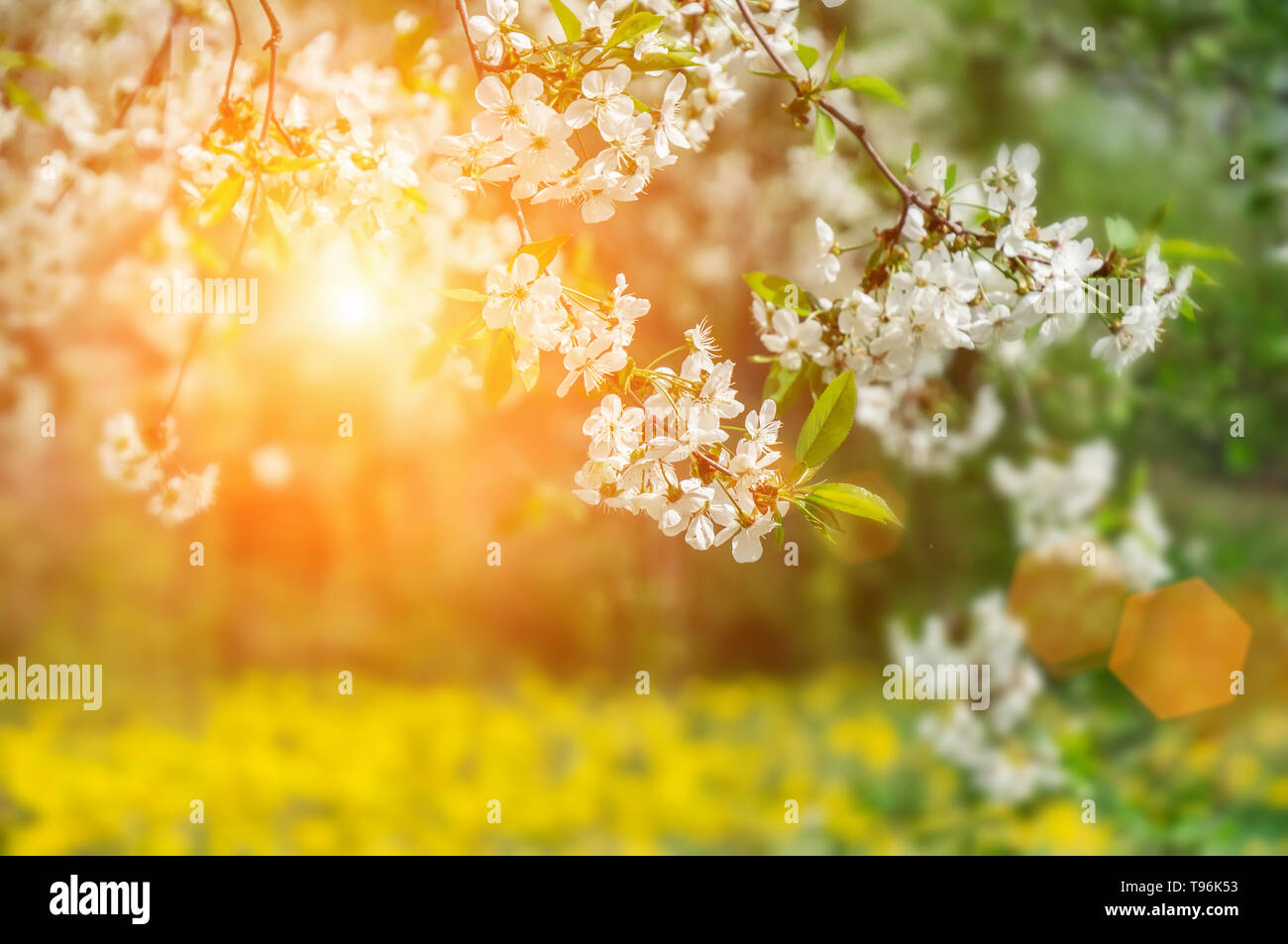 Jardin avec fleurs ornementales majestueusement grands cerisiers et pommiers sur une pelouse verte fraîche. Banque D'Images