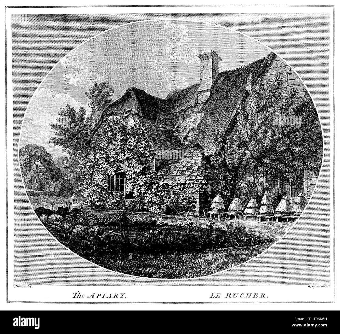 Les ruches en forme de cloche, connu comme un skeps, sont fabriqués à partir d'un certain type de roseau ou de la corde. Ce type de ruche était bon marché et facile à construire. Dans sa forme la plus simple, il y a une seule entrée dans le bas et il n'y a pas de structure interne fourni pour les abeilles et la colonie doit produire son propre miel, qui est fixé à l'intérieur de la solution SKEP. Elle a l'inconvénient qu'il est difficile de récolter le miel. La technologie de l'apiculture est demeurée relativement constante au cours des siècles. Banque D'Images