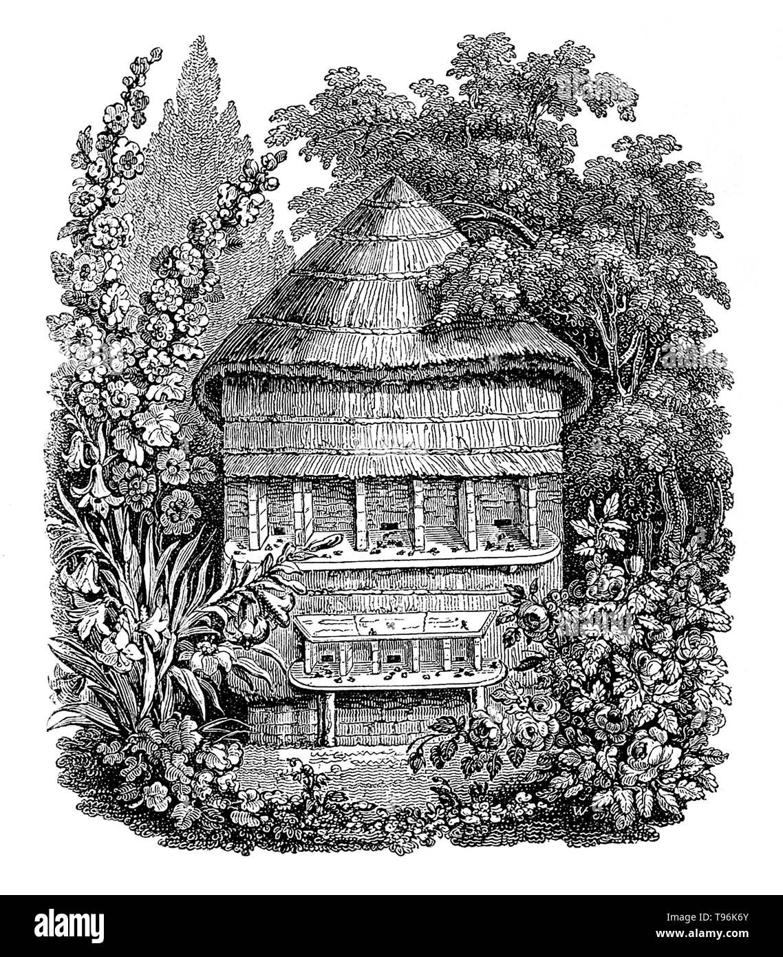 Une ruche est une structure fermée par l'homme dans lequel certaines espèces d'abeilles du sous-genre Apis vivre et élever leurs jeunes. Plusieurs espèces d'Api vivent en colonies, mais pour la production de miel l'abeille à miel (Apis mellifera) et l'Est de l'abeille (Apis cerana) sont les principales espèces détenues dans des ruches. Il y a quatre styles de base de ruche traditionnelle ; la boue de l'urticaire, de l'argile ou le carreau de l'urticaire, de l'abeille et skeps les gencives. La technologie de l'apiculture est demeurée relativement constante au cours des siècles. Banque D'Images