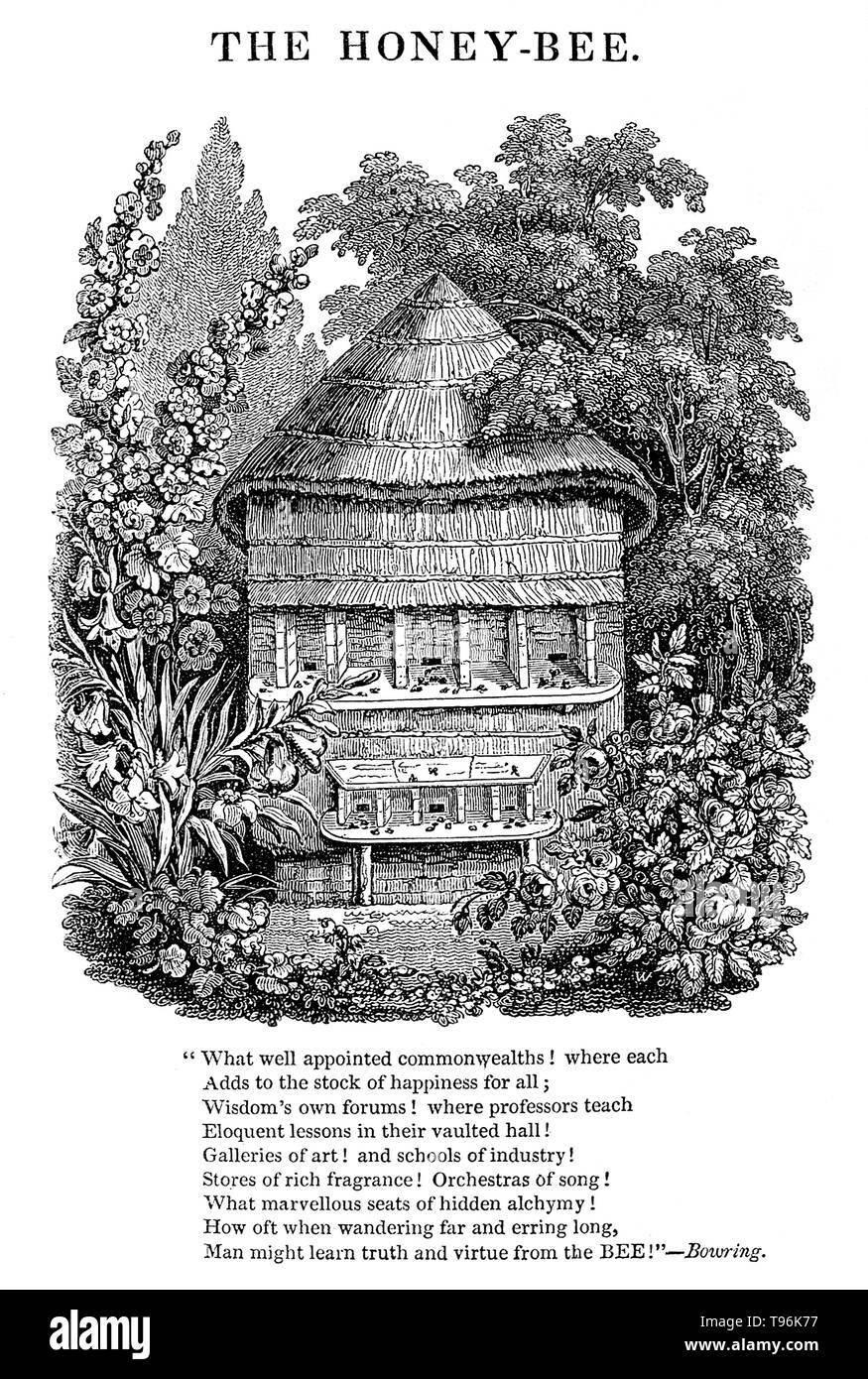 Une ruche est une structure fermée par l'homme dans lequel certaines espèces d'abeilles du sous-genre Apis vivre et élever leurs jeunes. Plusieurs espèces d'Api vivent en colonies, mais pour la production de miel l'abeille à miel (Apis mellifera) et l'Est de l'abeille (Apis cerana) sont les principales espèces détenues dans des ruches. Il y a quatre styles de base de ruche traditionnelle ; la boue de l'urticaire, de l'argile ou le carreau de l'urticaire, de l'abeille et skeps les gencives. La technologie de l'apiculture est demeurée relativement constante au cours des siècles. Banque D'Images