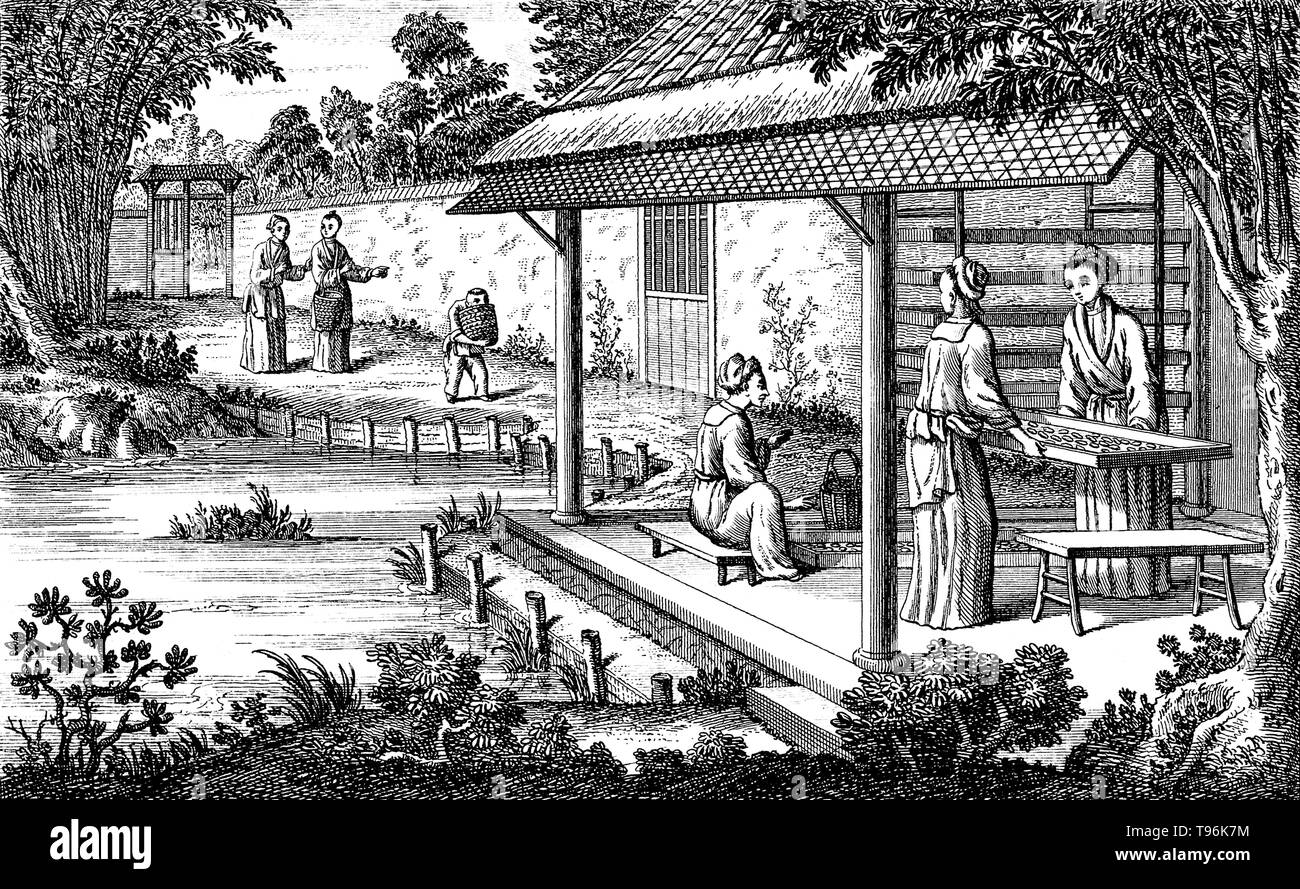 Textiles : la fabrication de la soie en Chine, nourrir les vers à soie. La production de la soie vient de Chine à l'époque préhistorique. Silk est resté confiné à la Chine jusqu'à la route de la soie est ouverte à un moment donné au cours de la deuxième moitié du premier millénaire avant J.-C.. La Chine a maintenu son quasi-monopole sur la production de soie pour un autre mille ans. La sériciculture, ou de soie, l'agriculture est la culture des vers à soie pour produire de la soie. Banque D'Images
