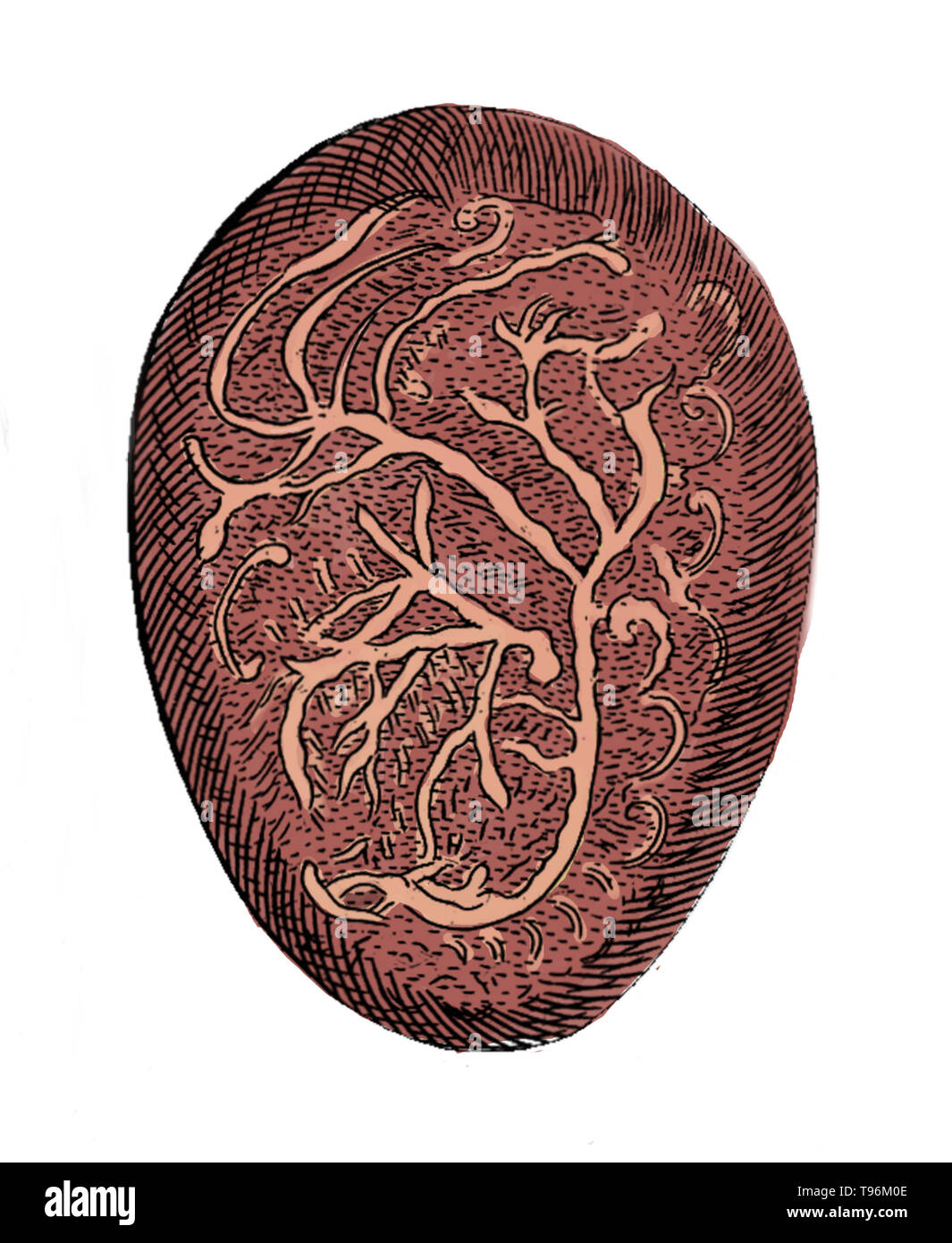 Gravure d'un embryon. 'Les nerfs provenant de l'arrière et dispersés dans l'ensemble'. À partir de 'Speculum matricis hybernicum, ou, les Irlandais de sages-femmes servante catechistically" composé par James Wolveridge, M.D. Date de publication : 1671. Banque D'Images