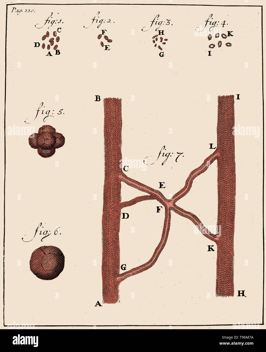 Globules rouges, Antoine van Leeuwenhoek, 1719. Gravure sur bois montrant les spermatozoïdes de lapin (figs. 1 à 4) et le chien (figs. 5-8), observé et dessiné par Antoine van Leeuwenhoek, 1677. Leeuwenhoek (1632-1723) était un scientifique hollandais, aujourd'hui considéré comme le premier microbiologiste. Il est surtout connu pour ses travaux sur l'amélioration du microscope et pour ses contributions à l'établissement de microbiologie. Banque D'Images