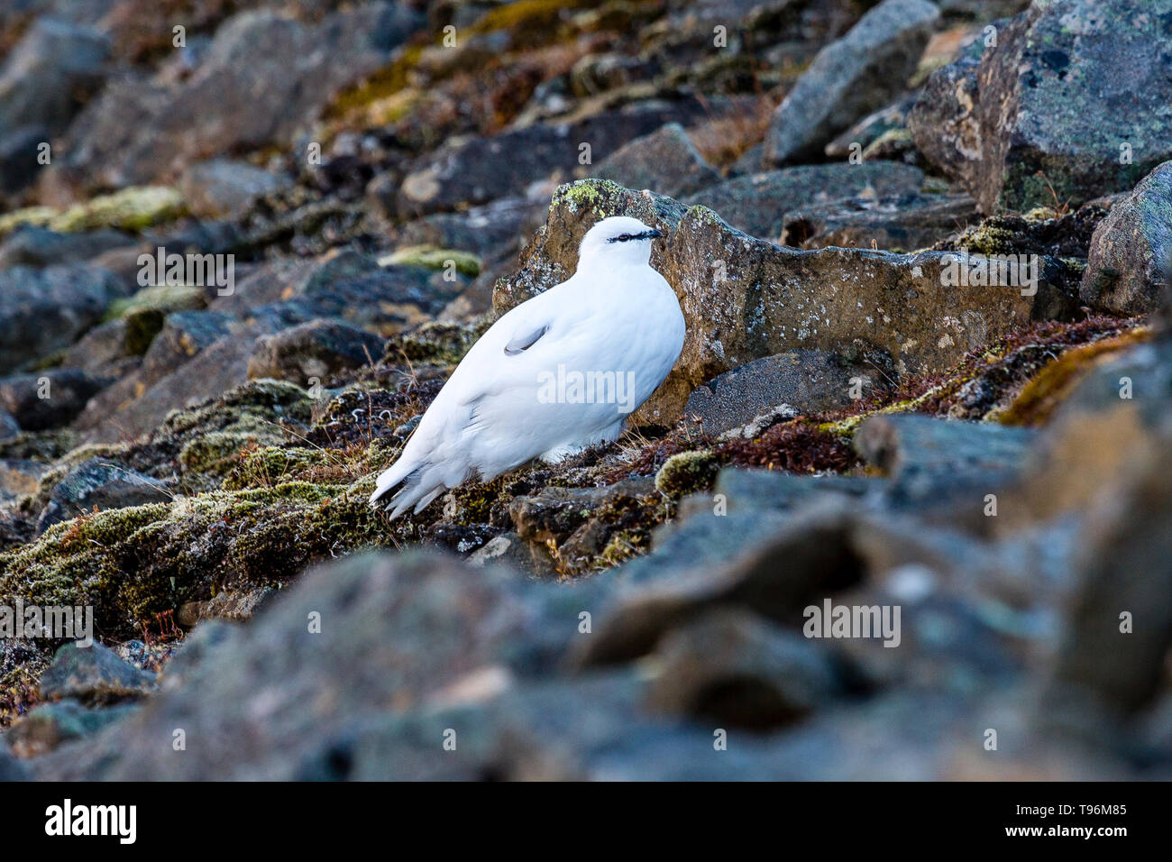 Balade Rock Ptarmigan (Lagopus muta) gamebird à Stony sous terre à Svalbard, Spitzberg, Norvège Banque D'Images