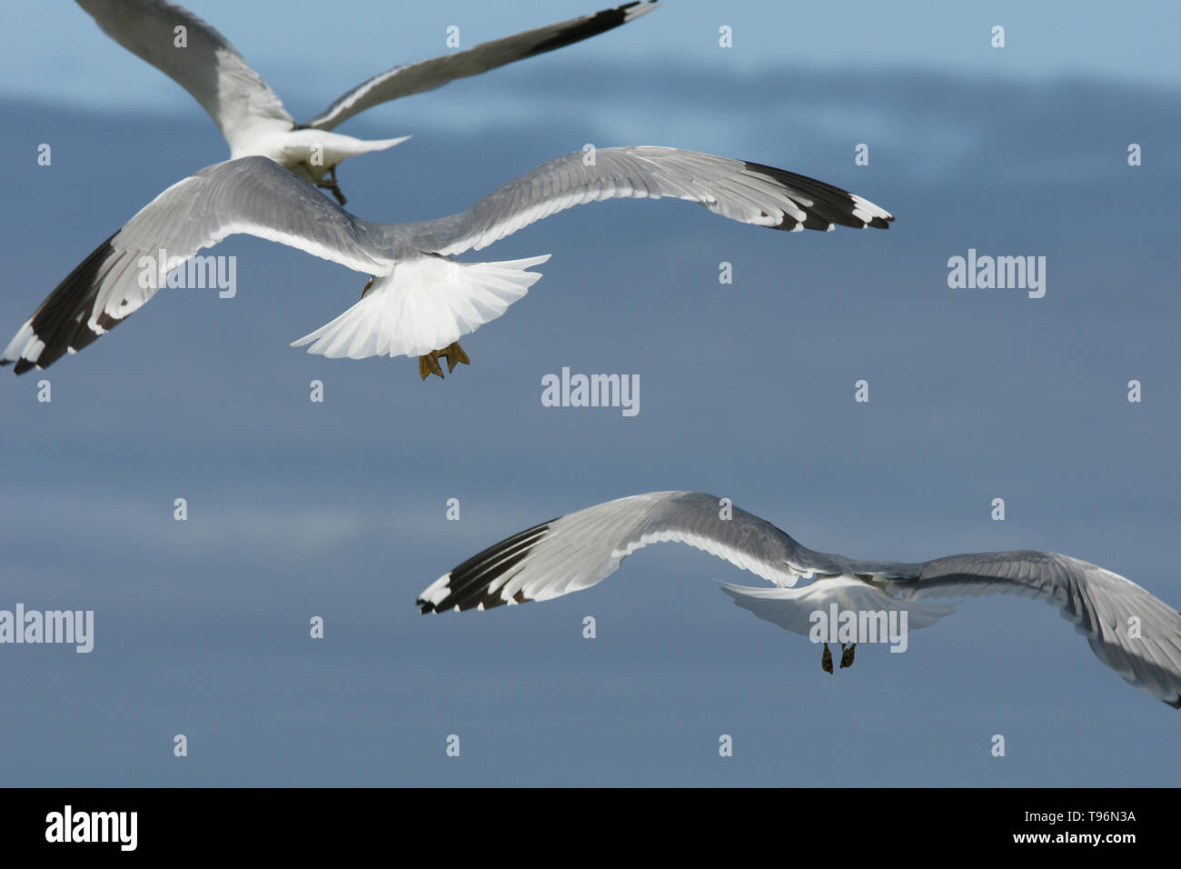 Mouettes dans les Lofoten / Norvège Banque D'Images