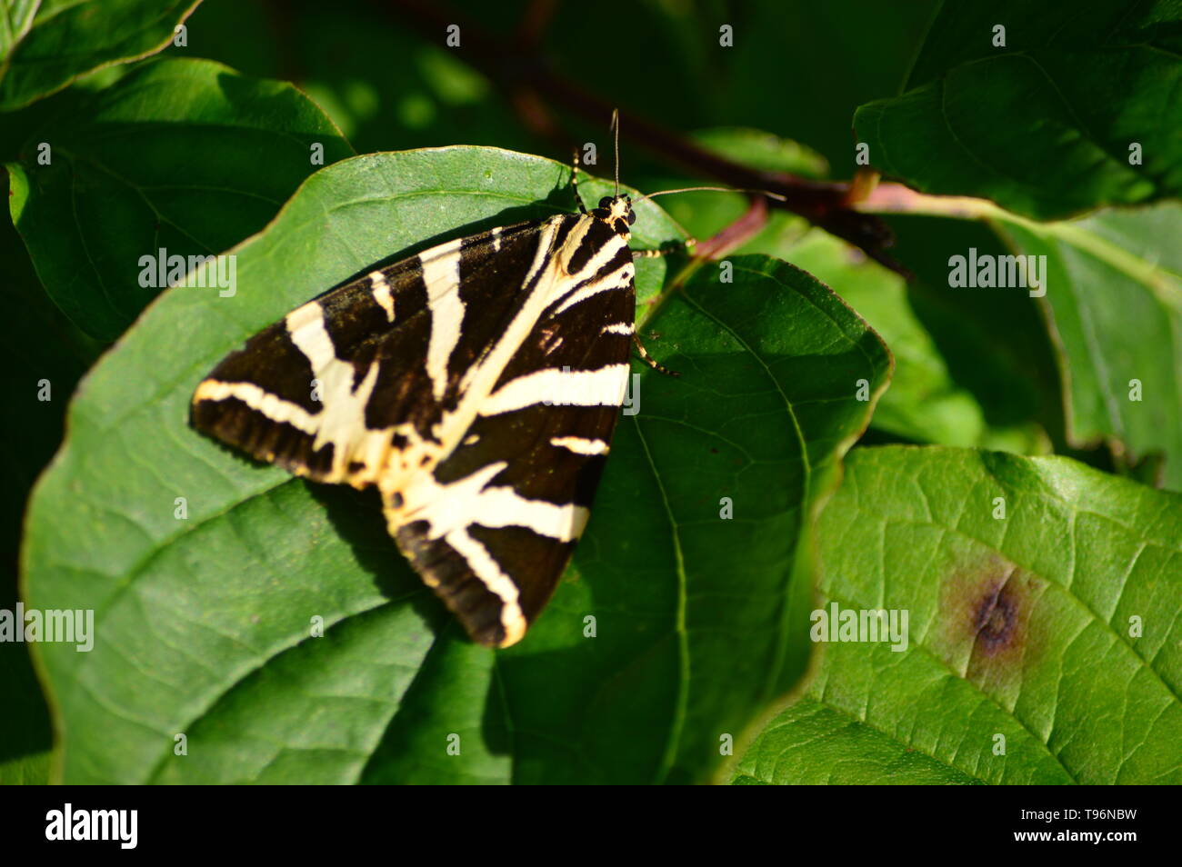 Jersey Tiger Moth, euplagia quadripunctaria, Devon, Angleterre Banque D'Images