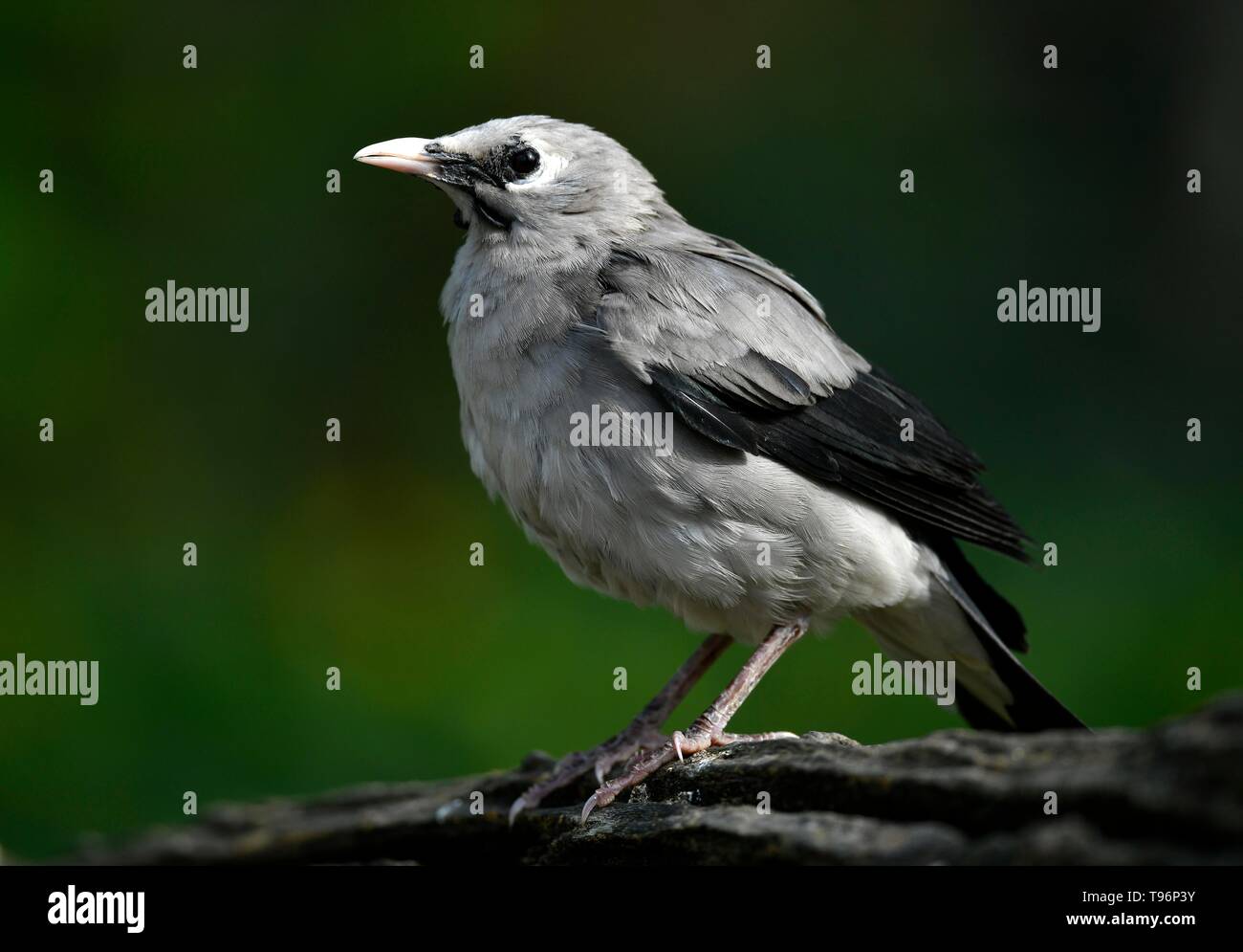 Réorganisation de Starling (Creatophora cinerea), femme, captive, Allemagne Banque D'Images