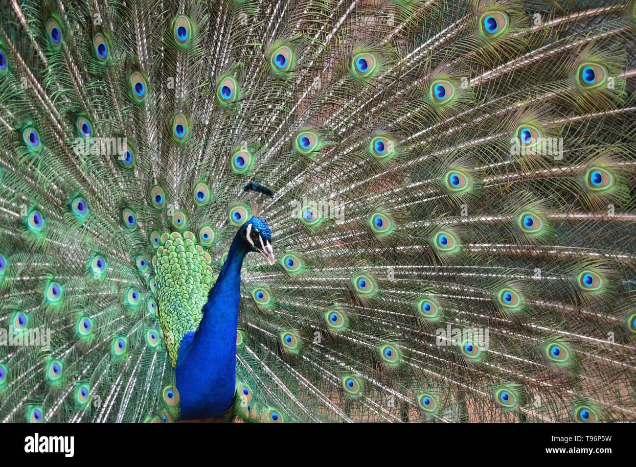 Peacock, Pavo, Afropavo, affichant son ventilateur, queue ou caudales, et irisé de bleu et vert Banque D'Images