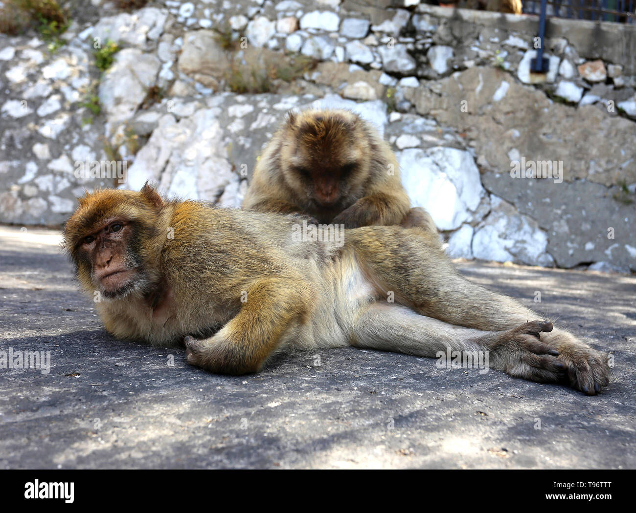 Singes Barbary Apes à Gibraltar Banque D'Images