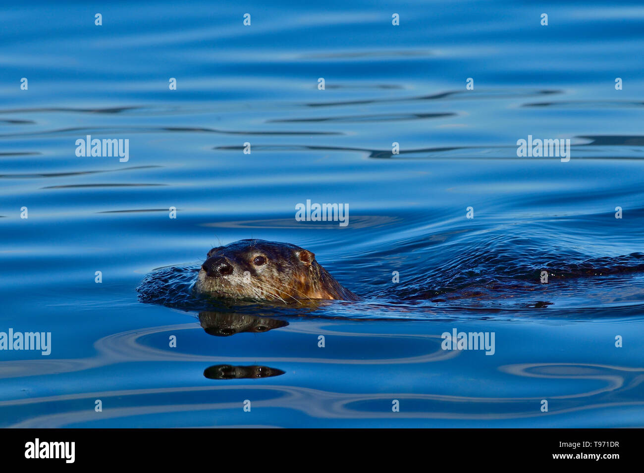 Une loutre de rivière 'Lutra canadensis', la natation dans les eaux bleues de la Stewart Channel au large de la côte de l'île de Vancouver, British Columbia Canada Banque D'Images