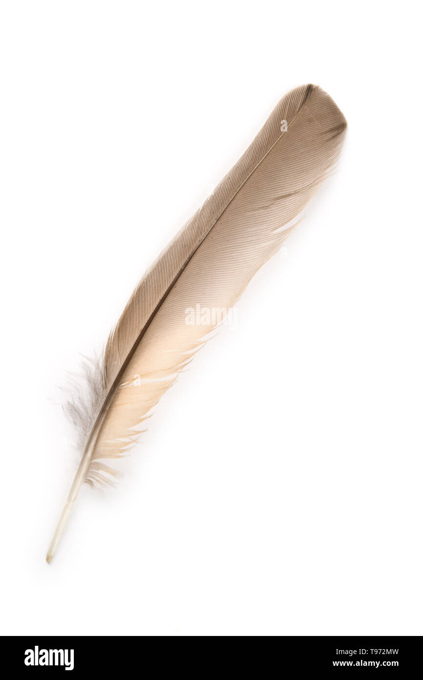 Plume d'oiseau sur fond blanc. Banque D'Images