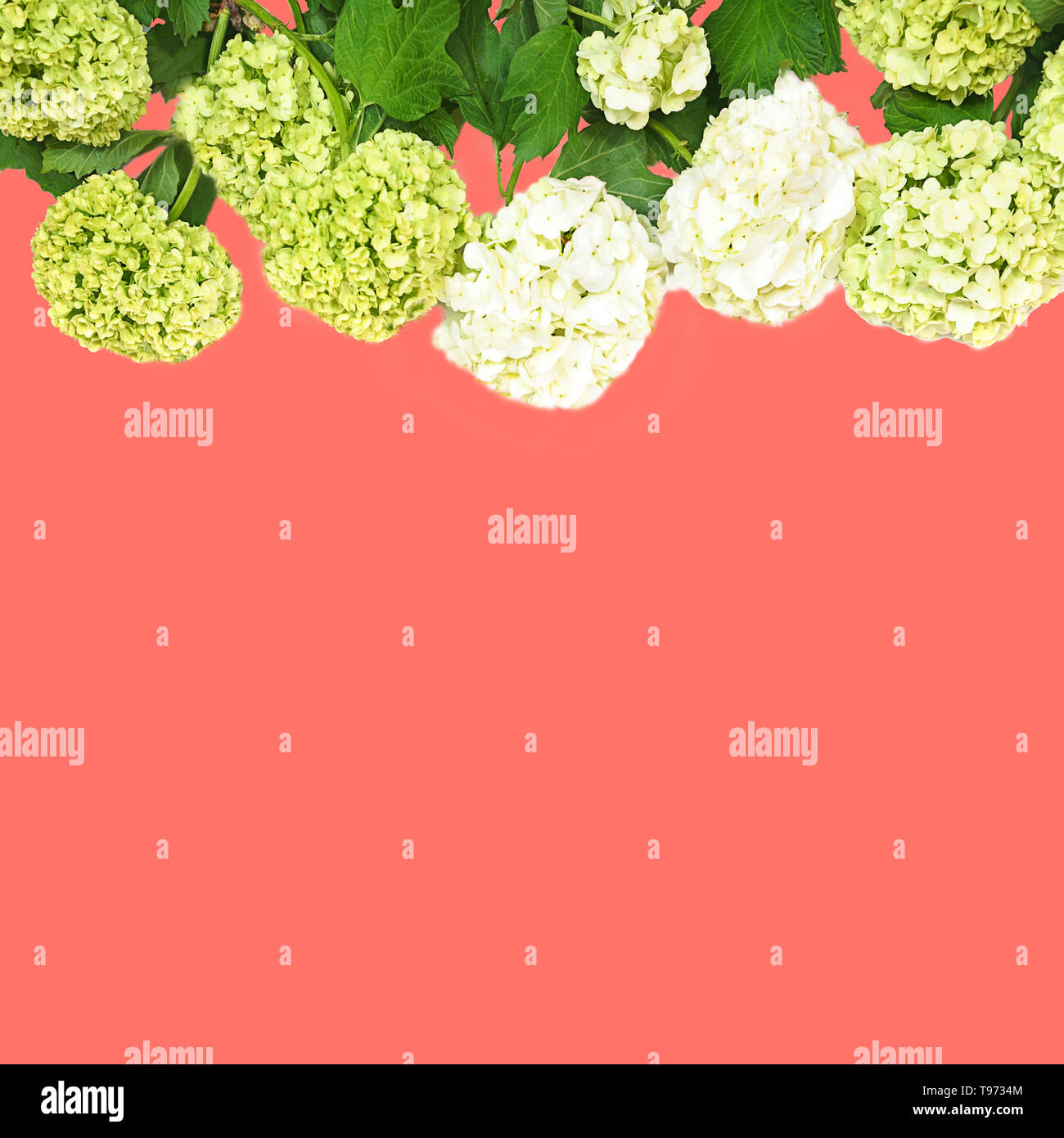 Belles fleurs hortensia rose sur fond de couleur corail, isolé. Banque D'Images