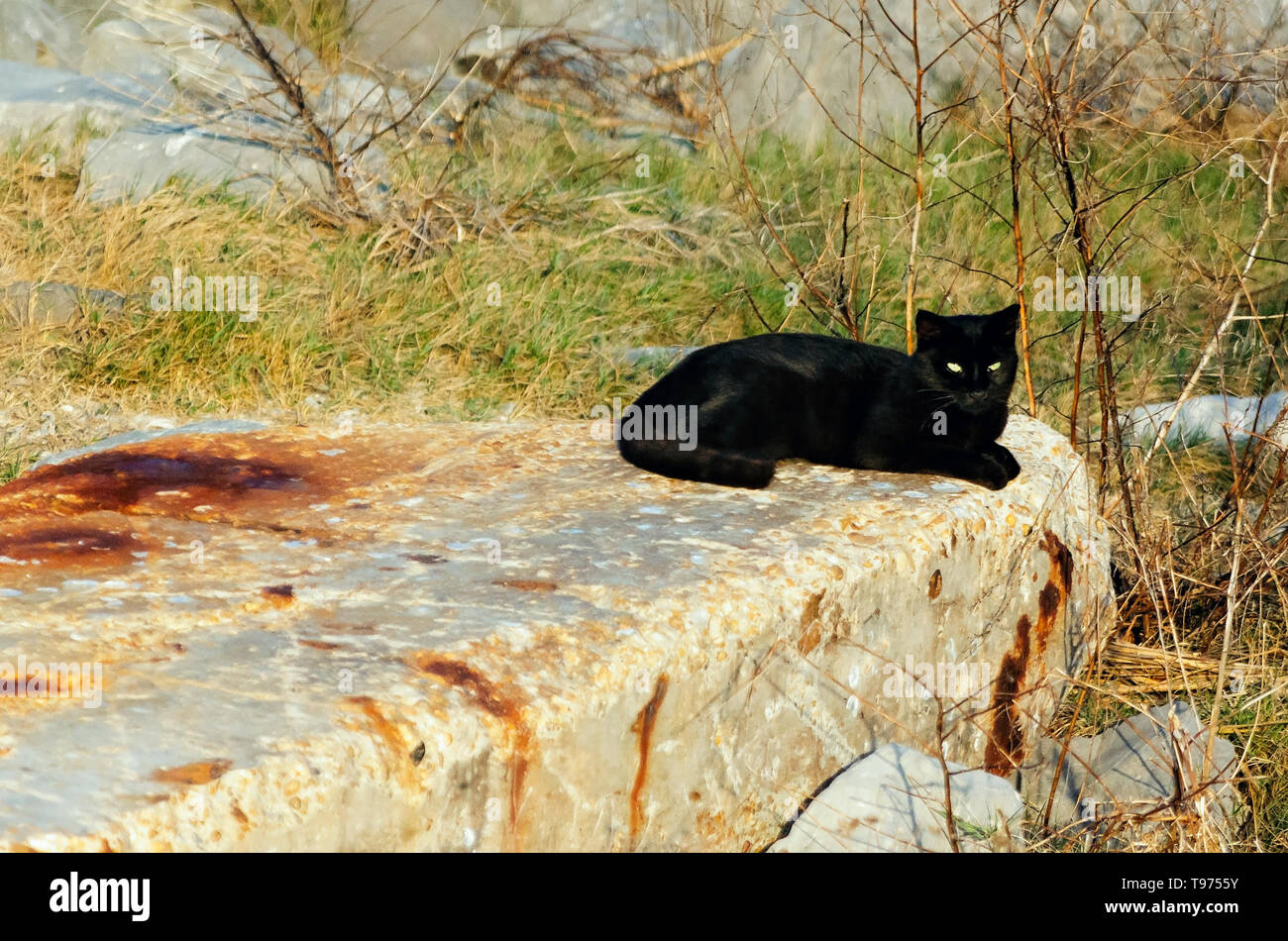 Un chat noir passe Halloween sur la plage, le 31 octobre 2018, à Dauphin Island, Alabama. Banque D'Images